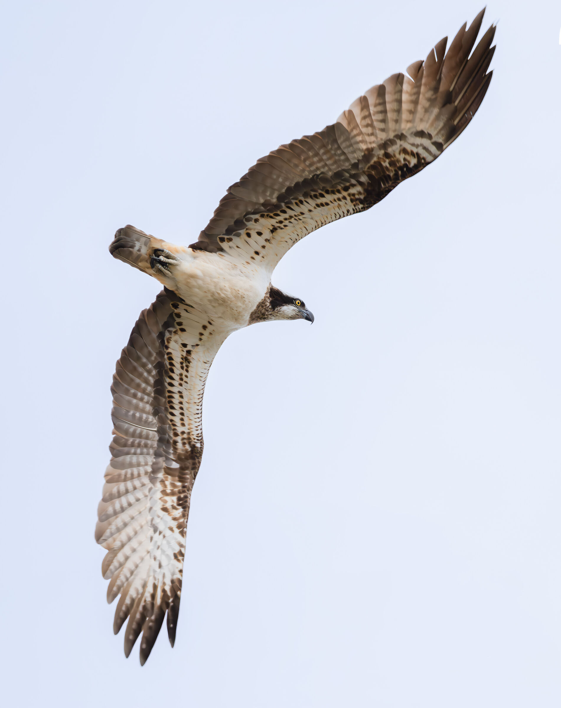 Osprey