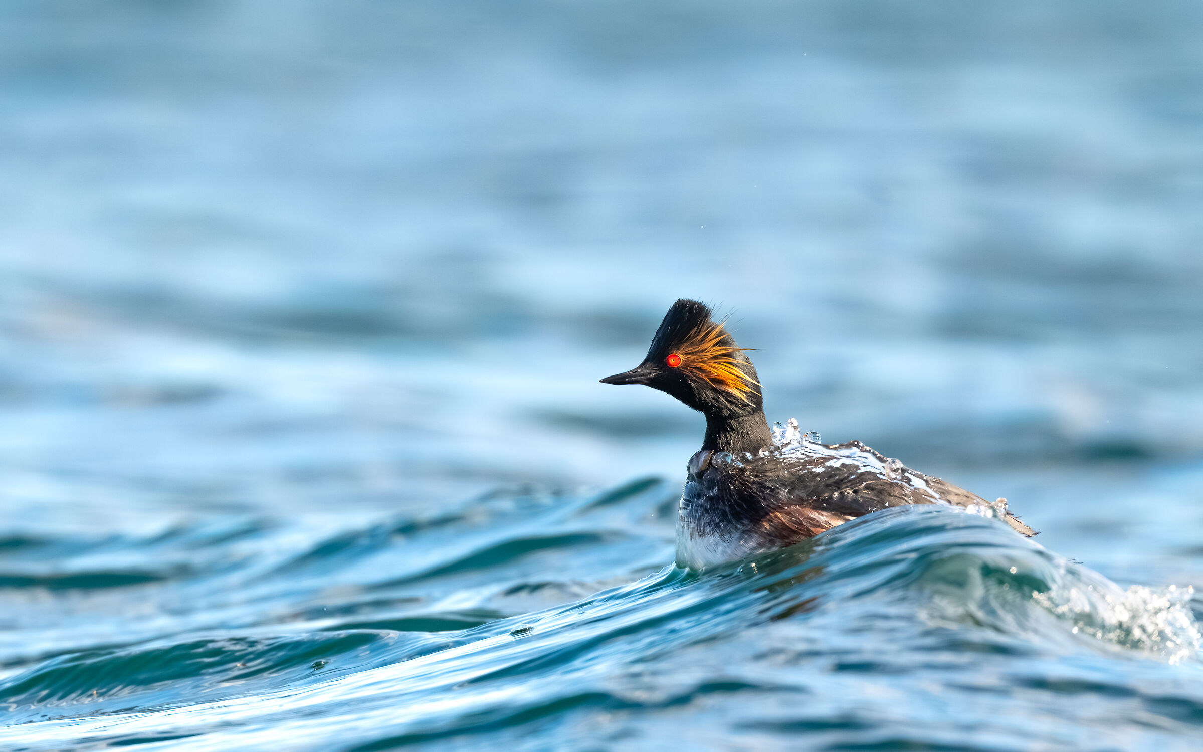 Small Grebe in Dress