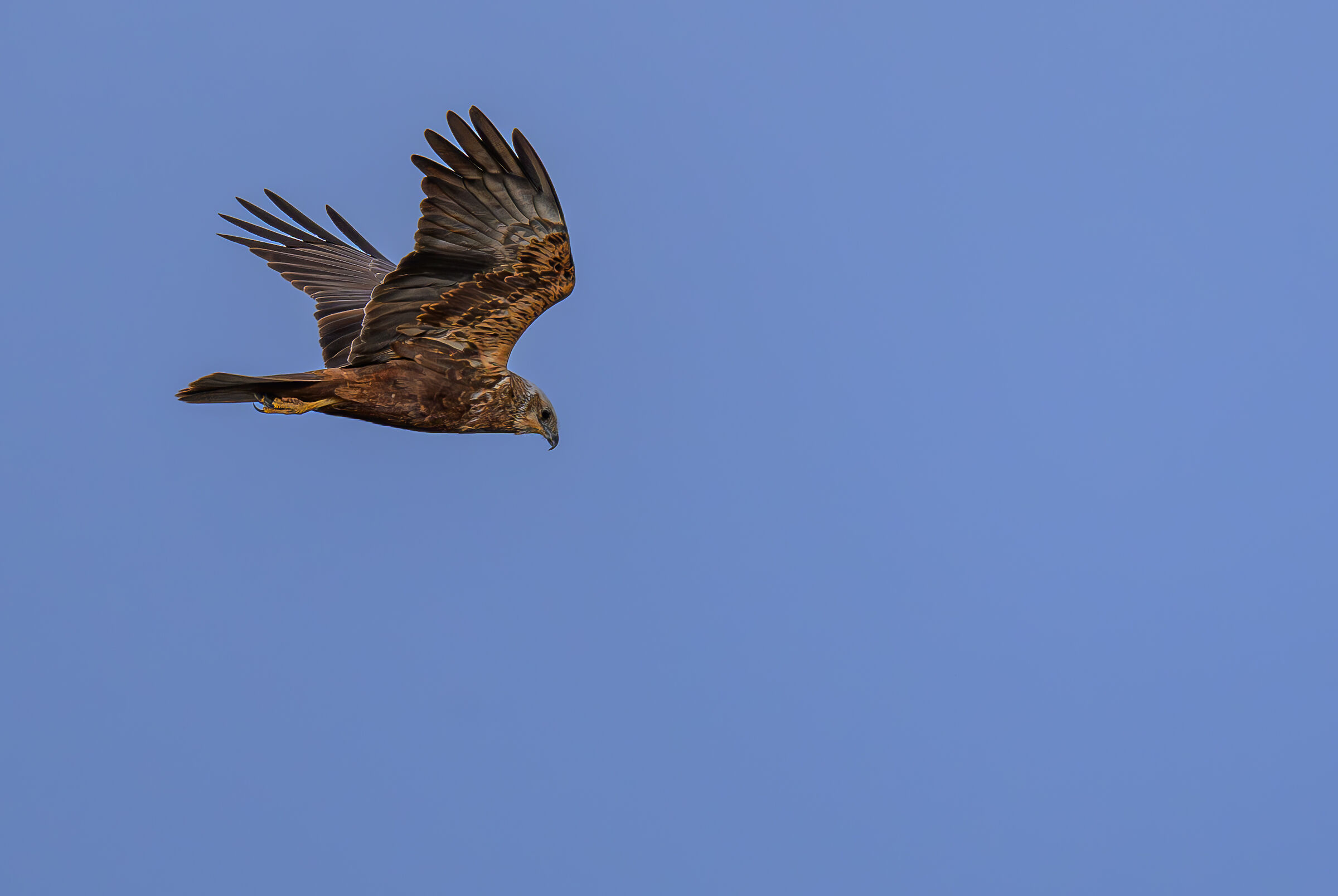 Marsh Harrier