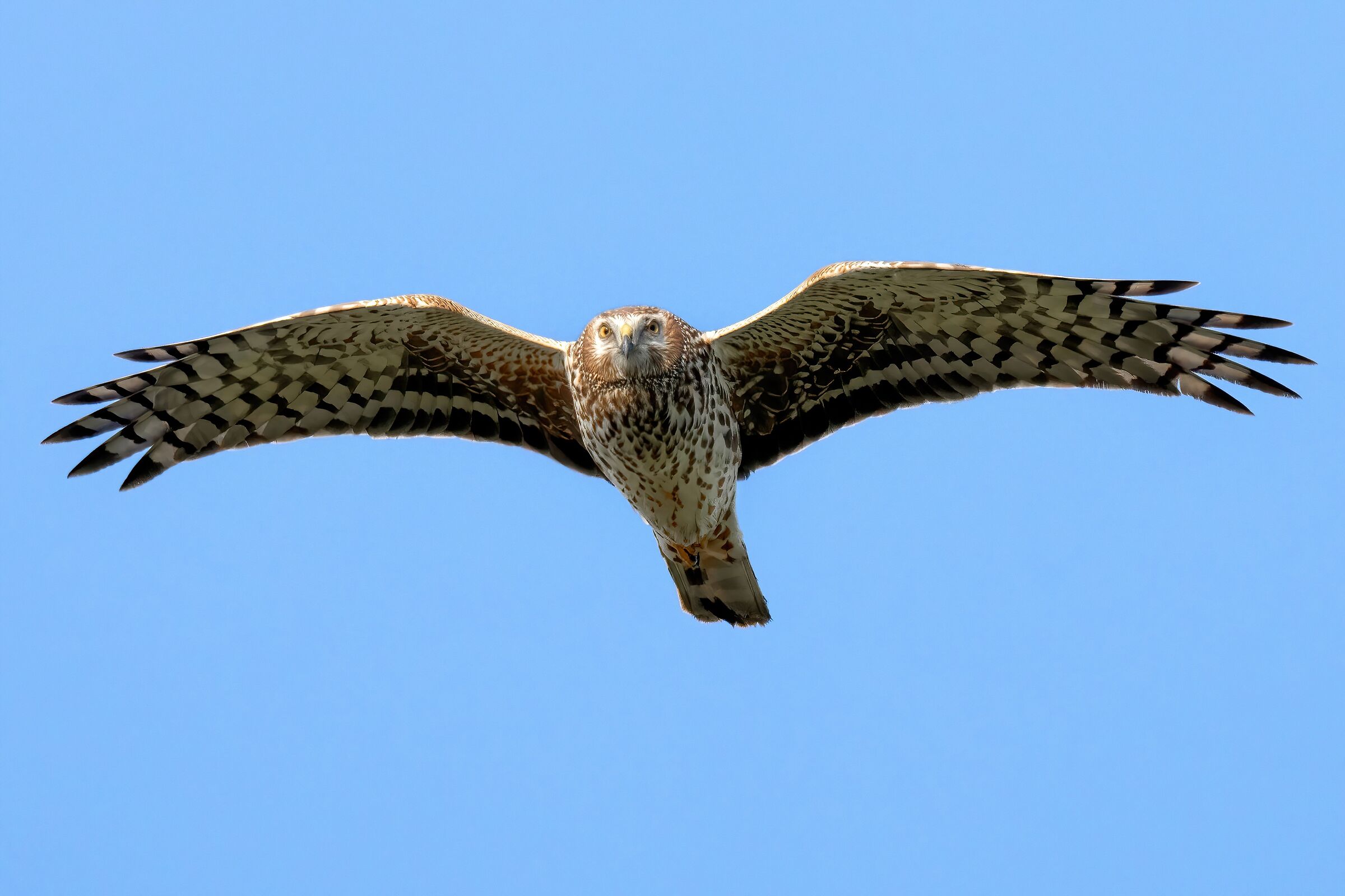 Hen Harrier (Circus cyaneus) female