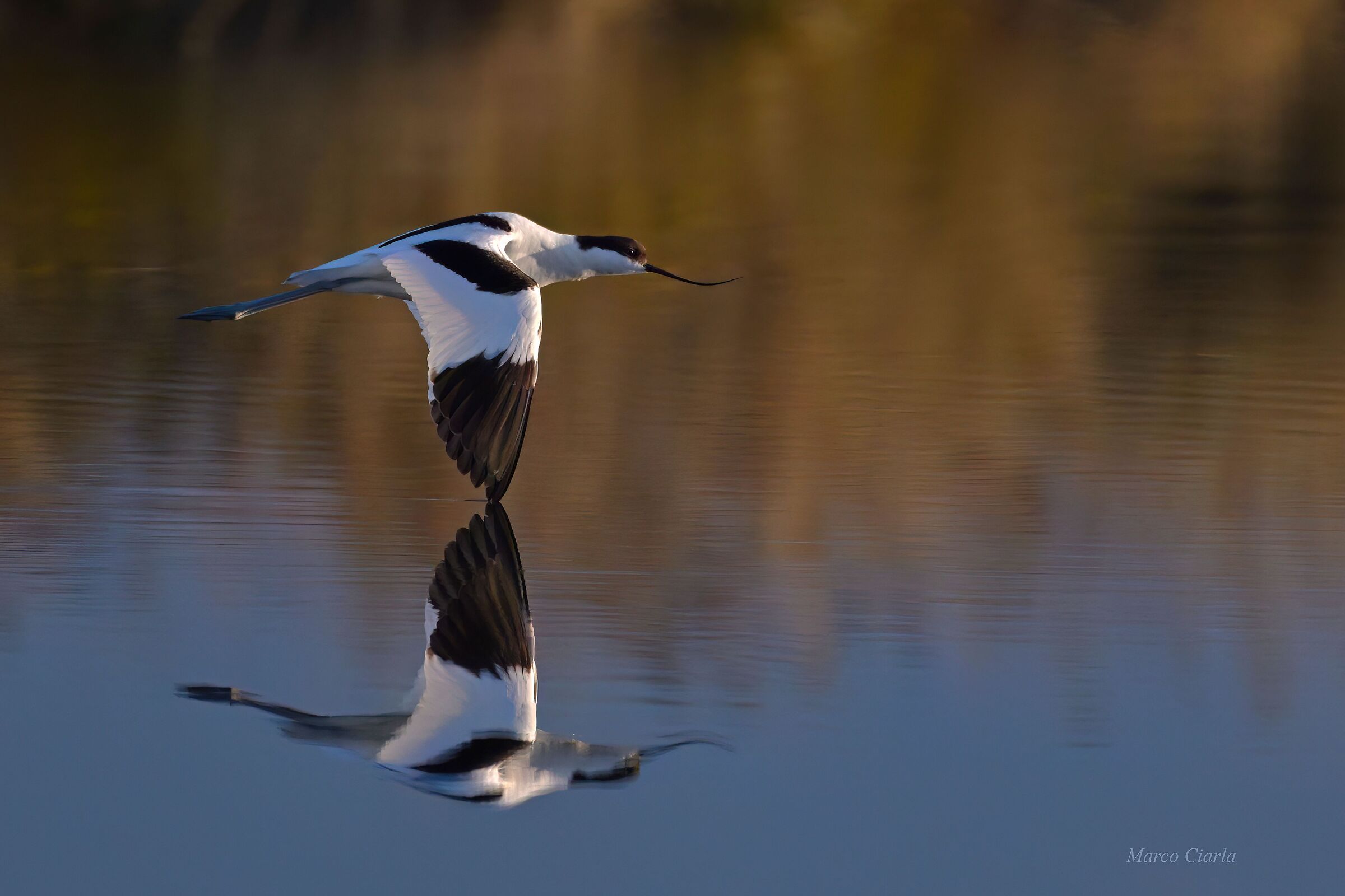 Avocet (Recurvirostra avosetta)