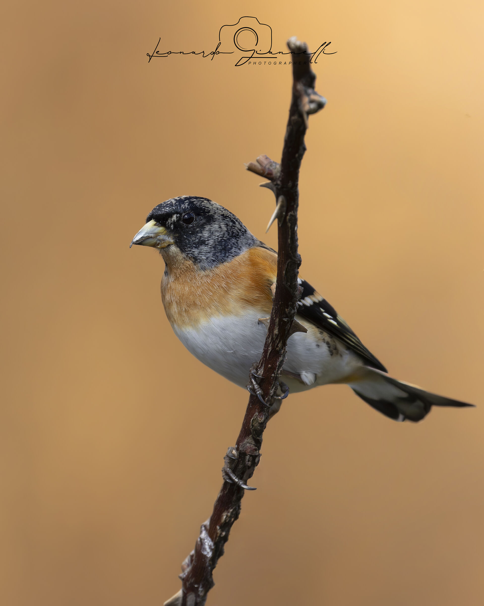 Peppola (Fringilla montifringilla)