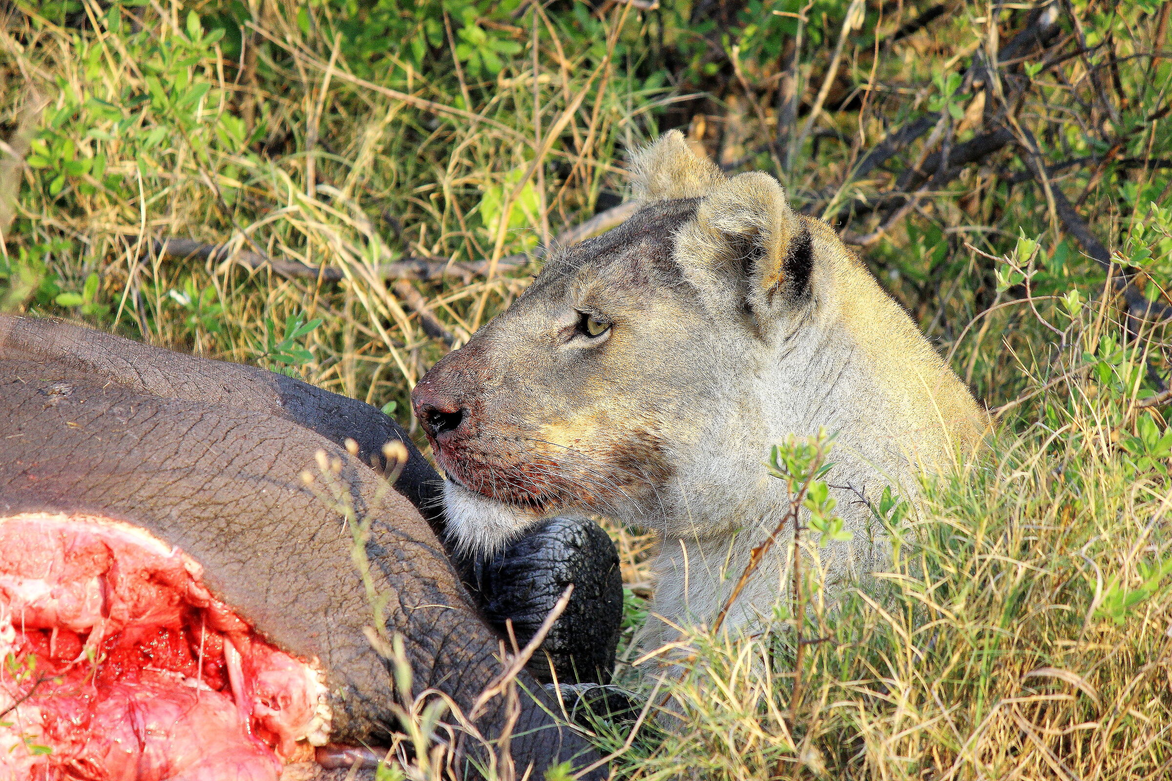 Poor little elephant