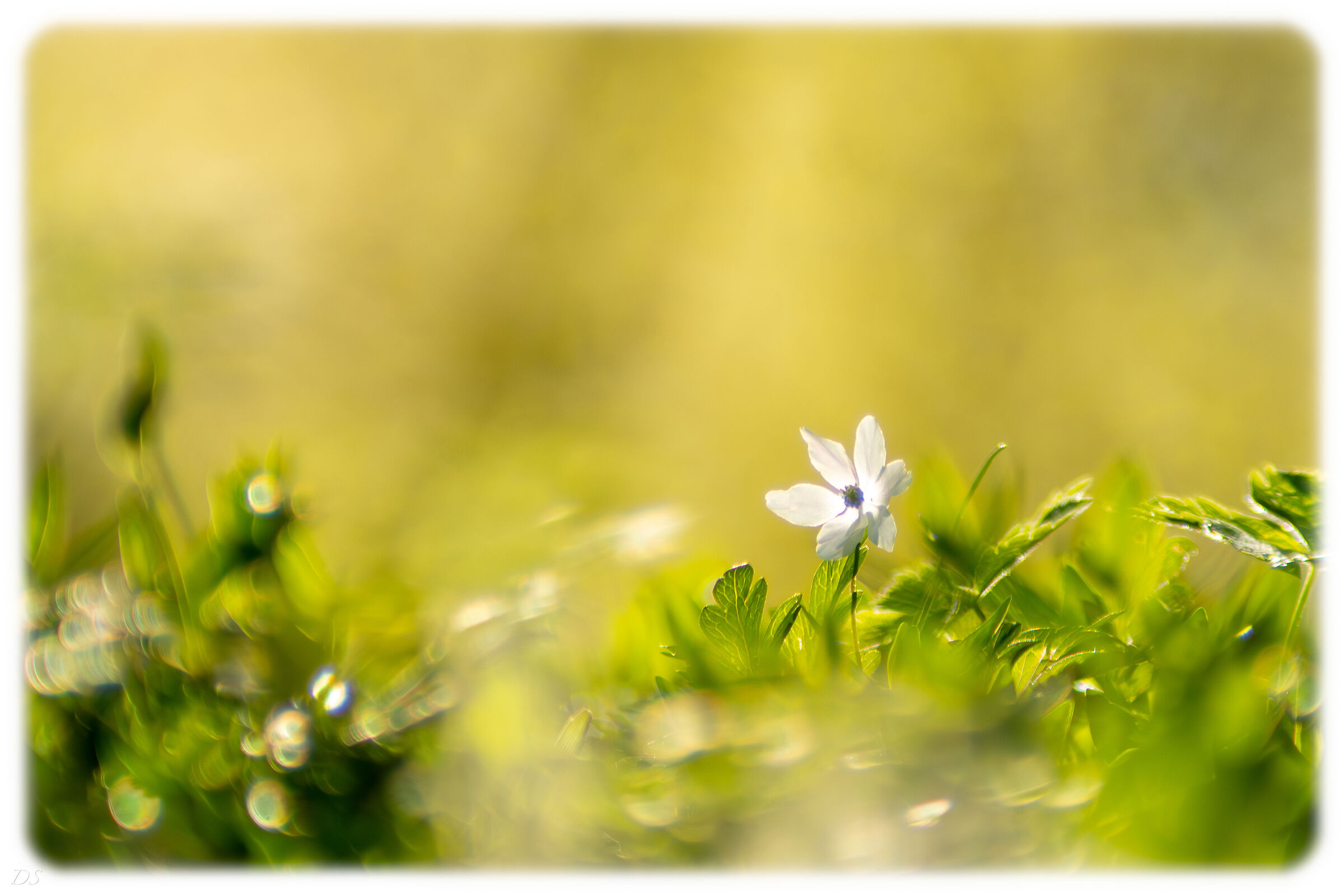 Fiorellino nel vento