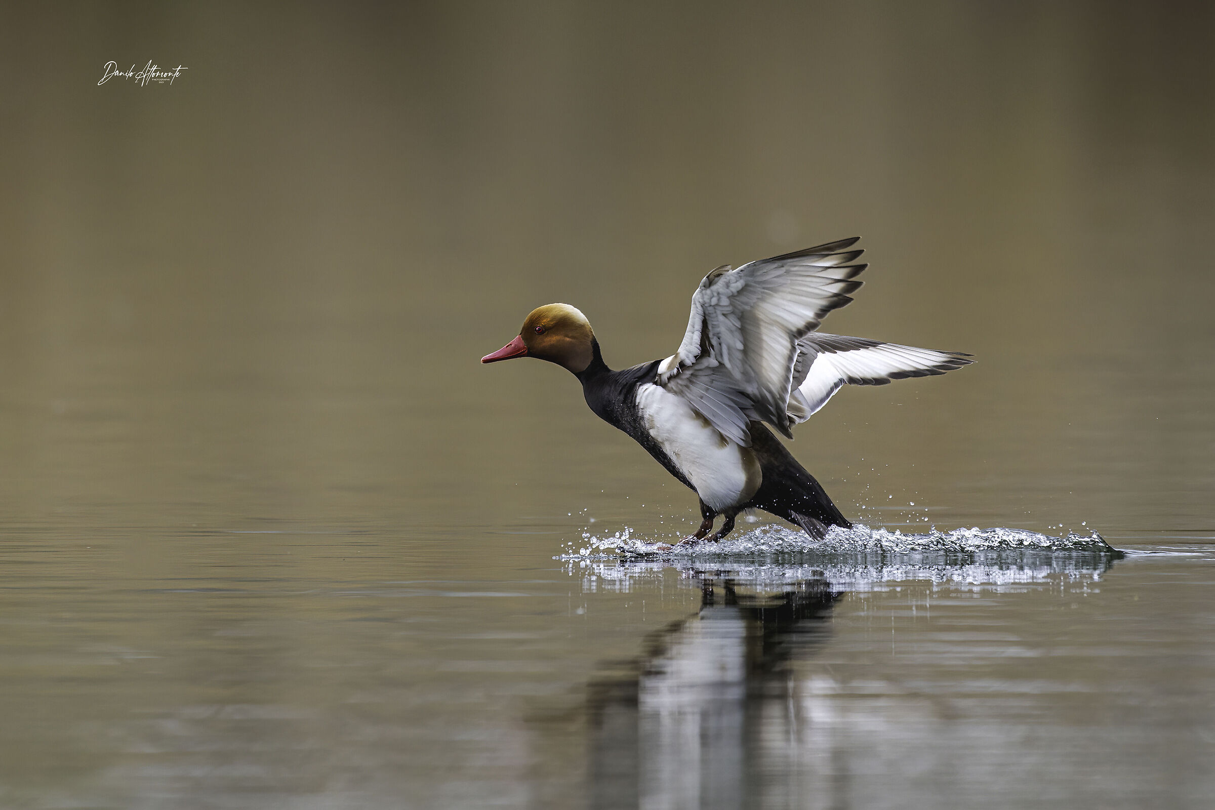 Pochard