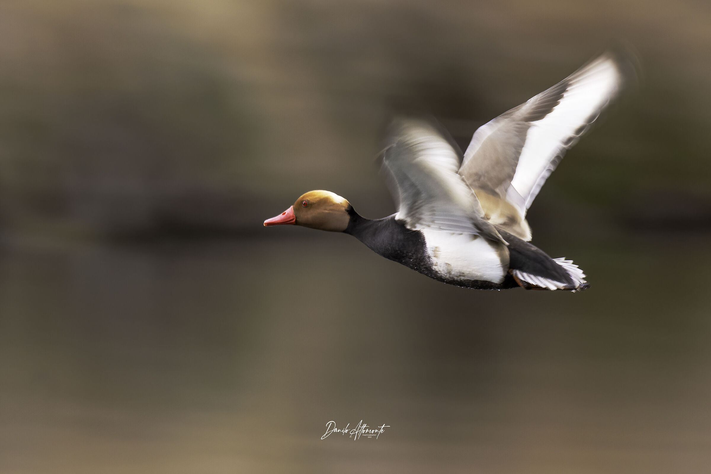 Pochard