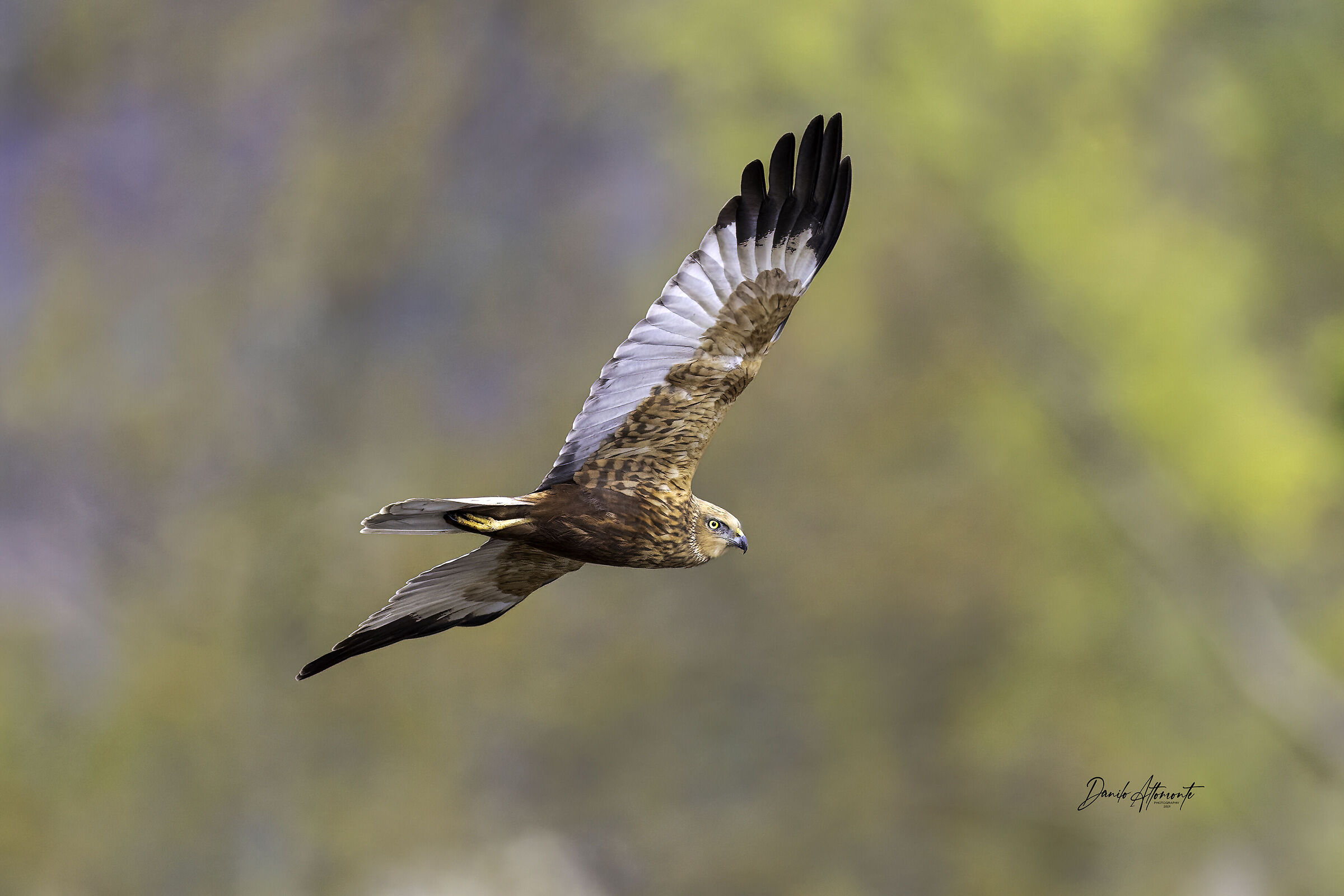 Marsh Harrier