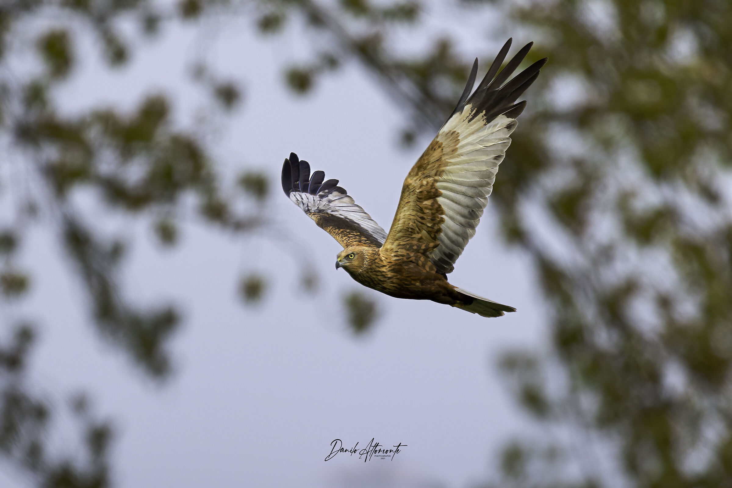 Marsh Harrier