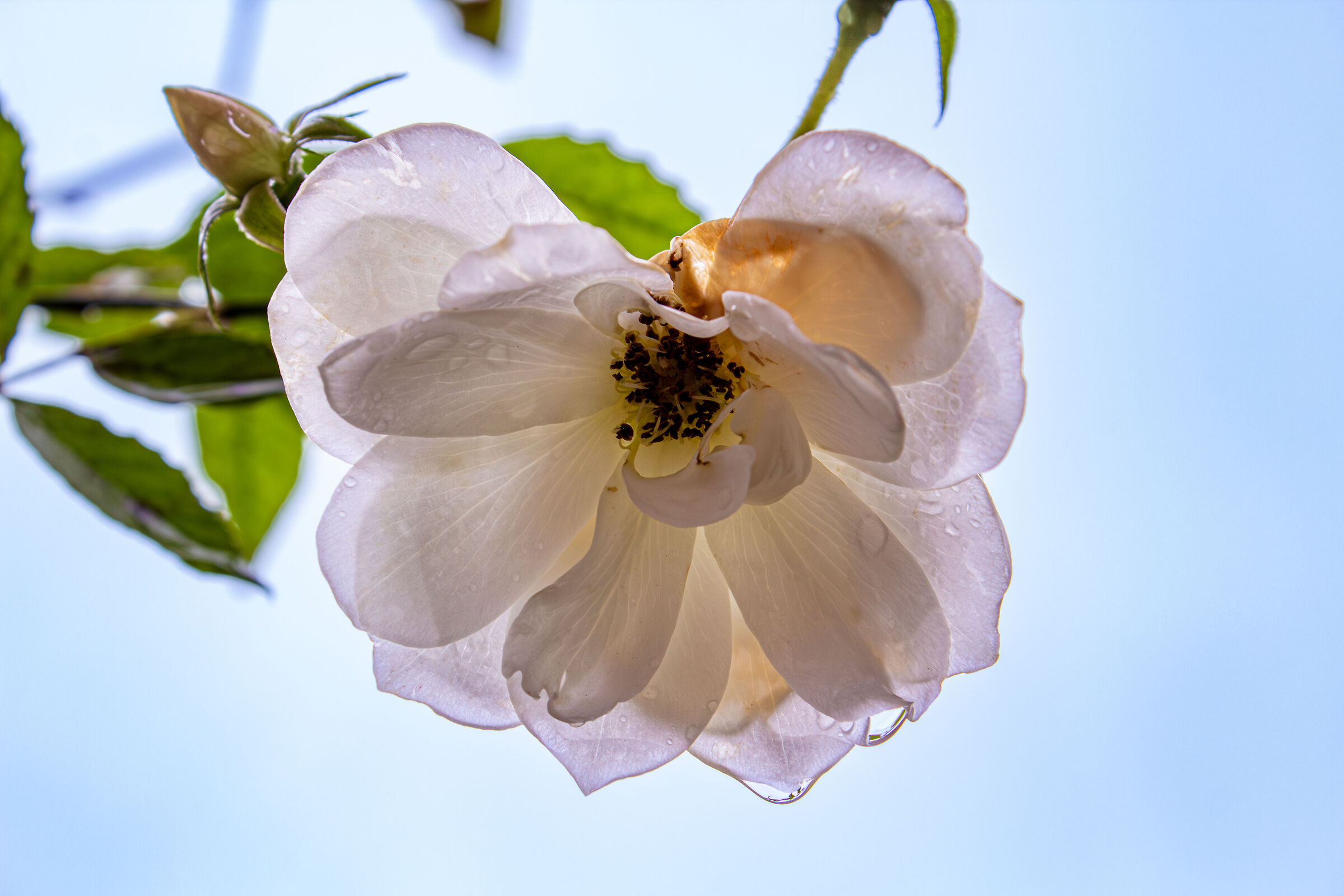 Fiore dopo la pioggia