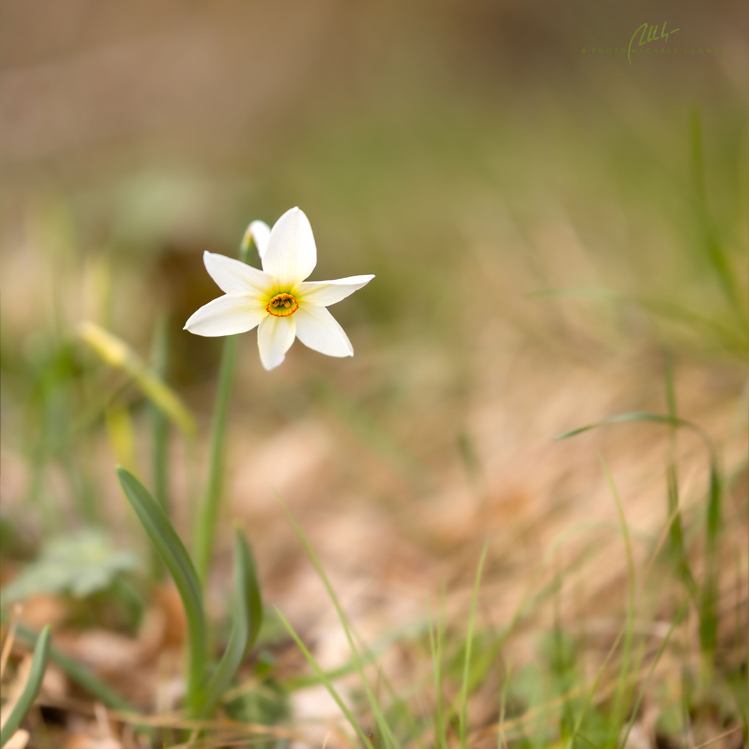 in the Karst, Narcissus