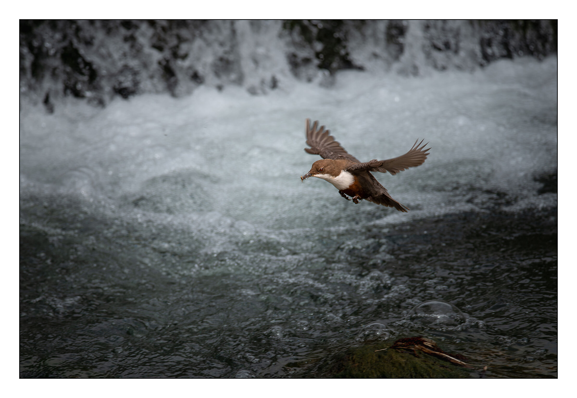 Flying Blackbird