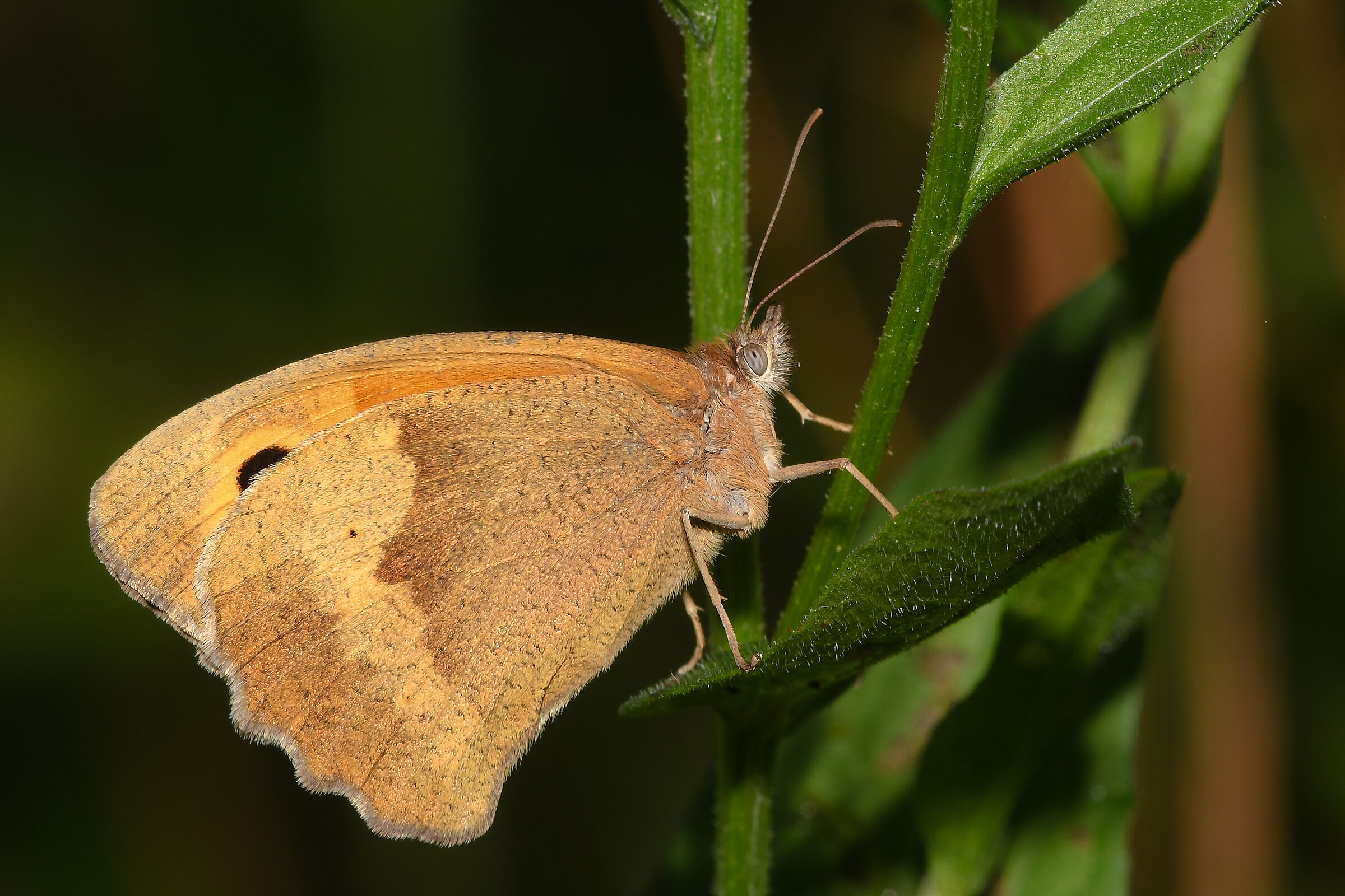 Common Maniow - Jurtina Maniow