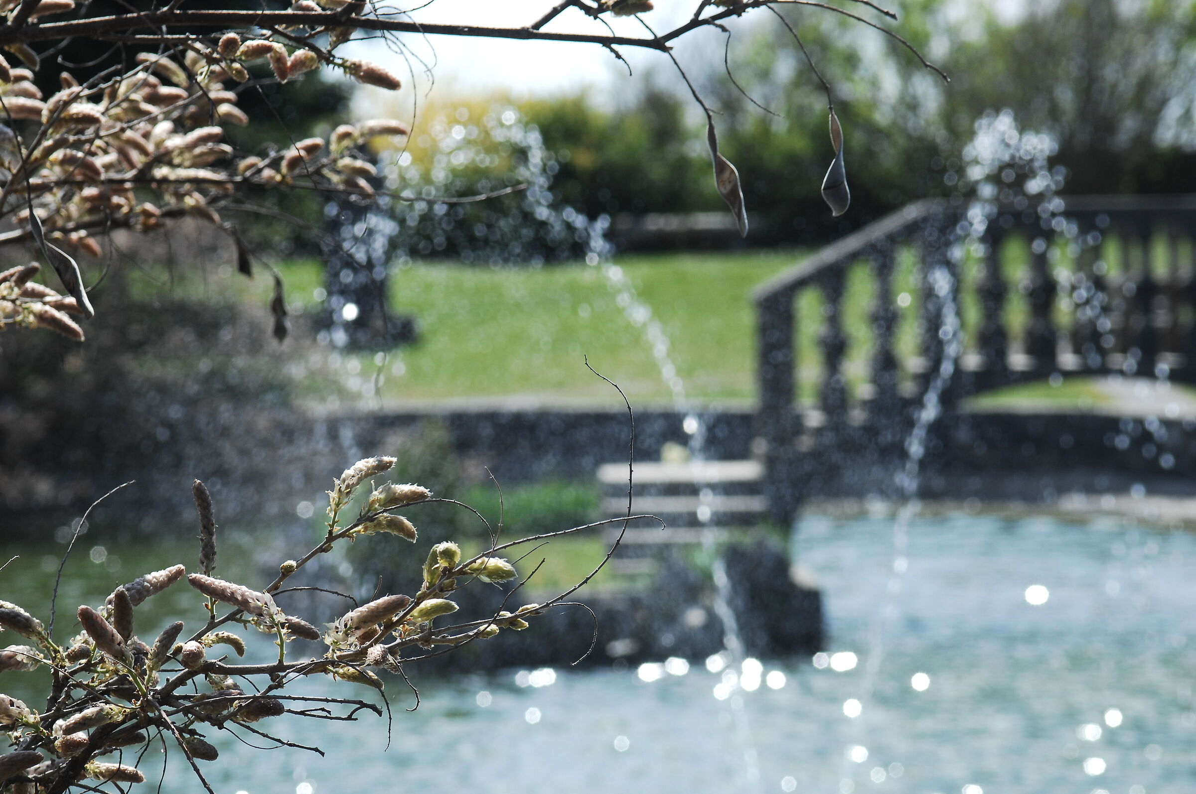 Rinascita del glicine - Giardino Ferrari