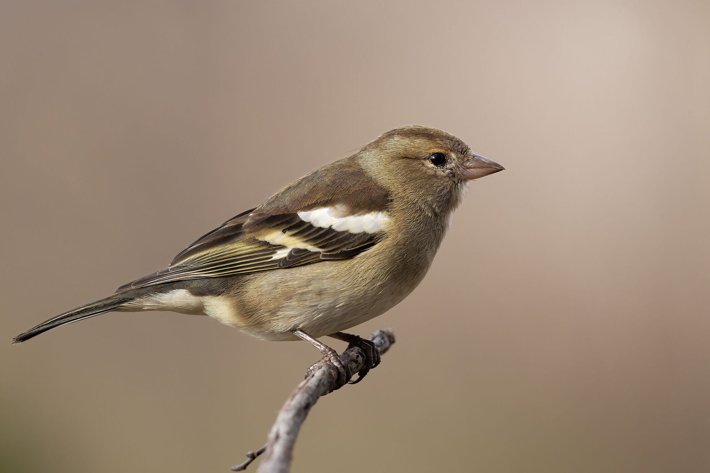 Finch f.