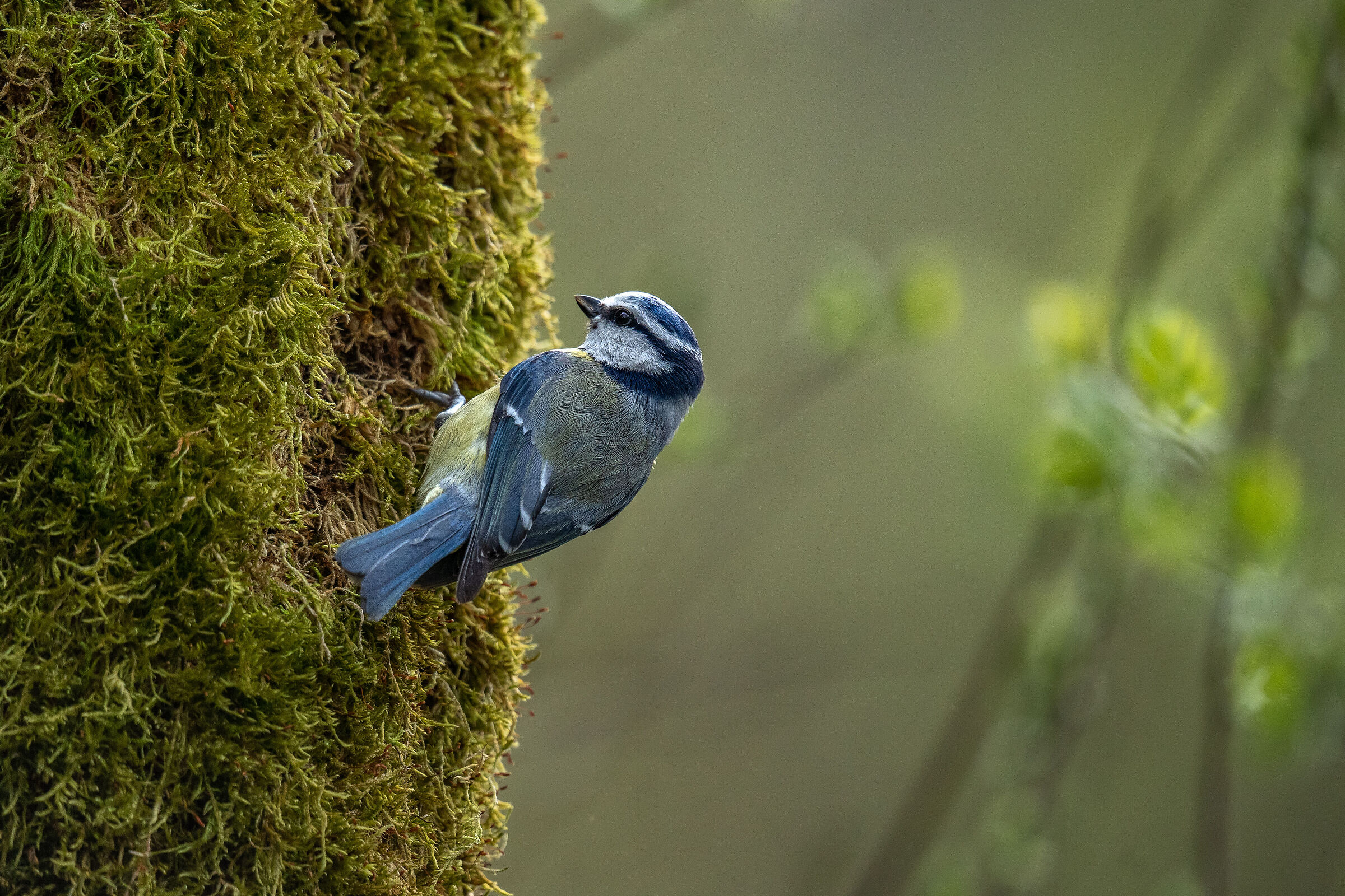 moss for the nest