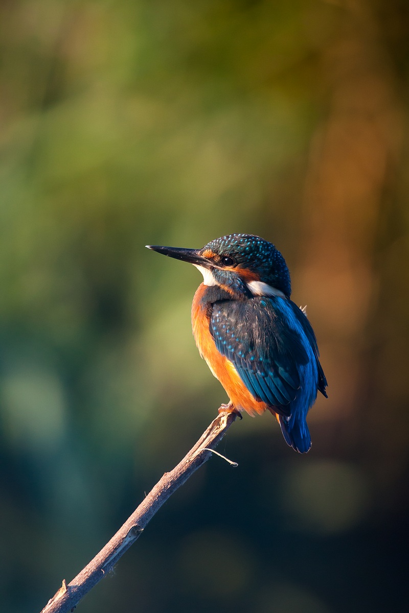 Kingfisher - Alcedo atthis