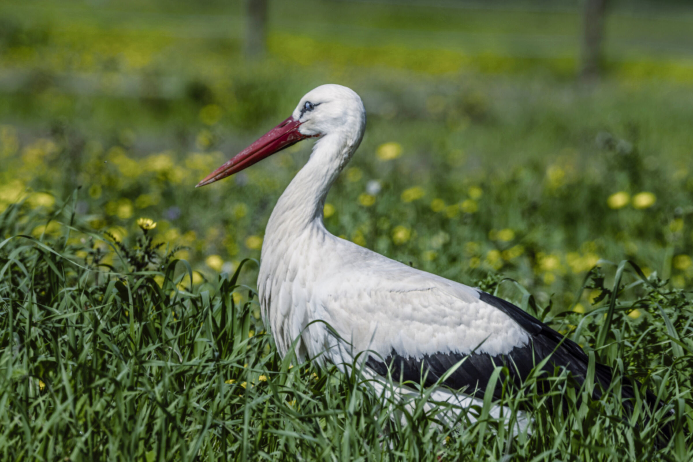 a stork in the grass