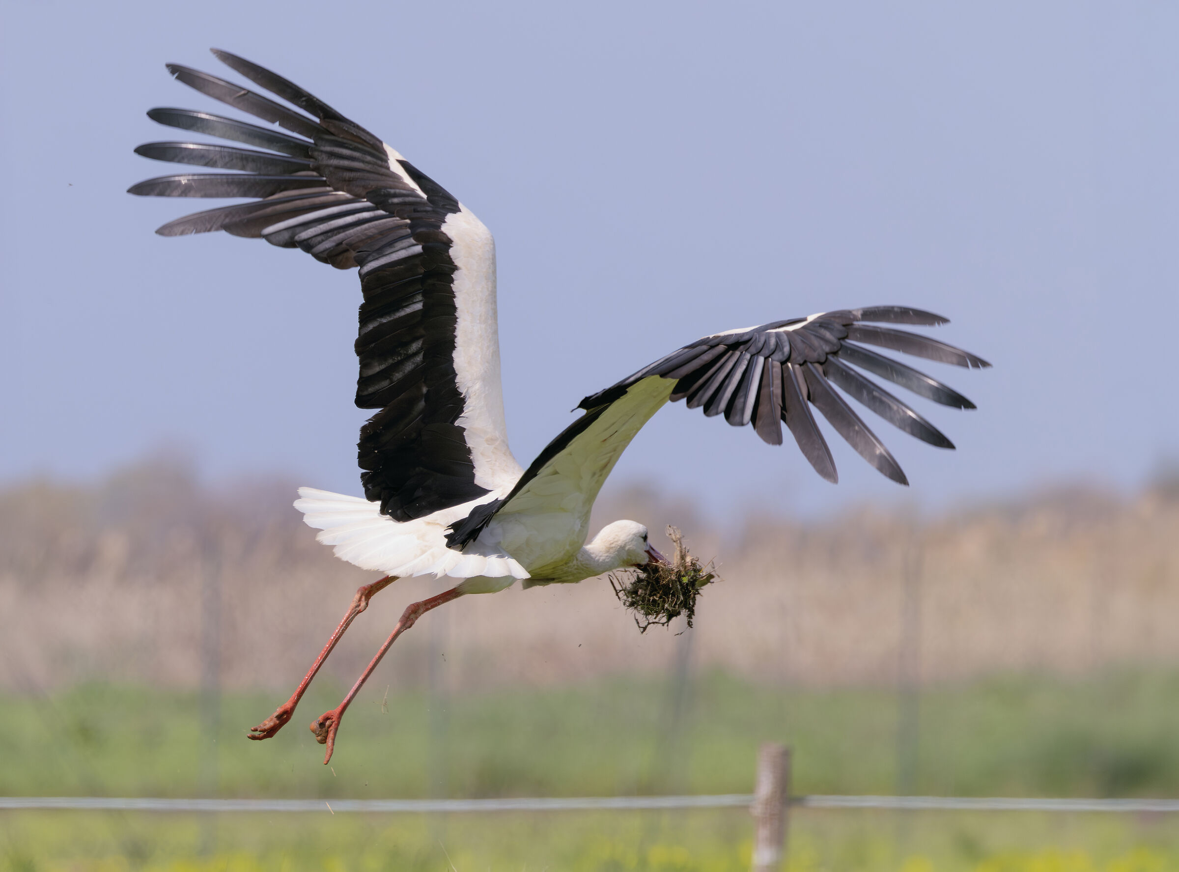 a flying stork resized
