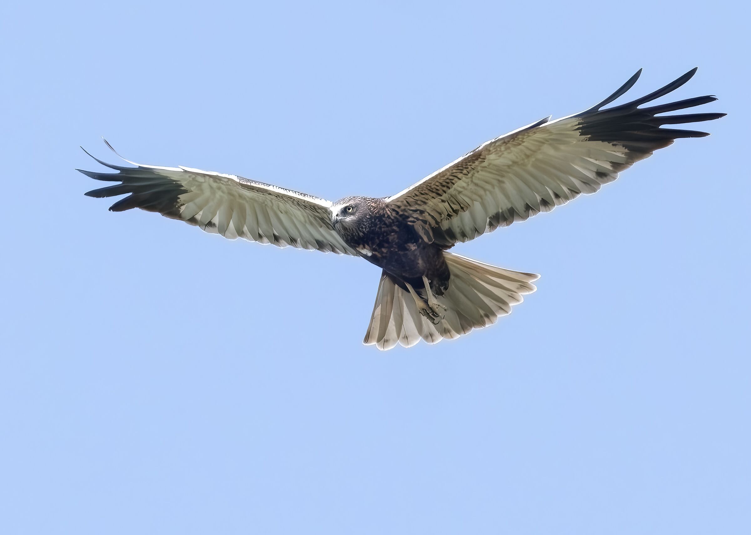 Falco di palude maschio