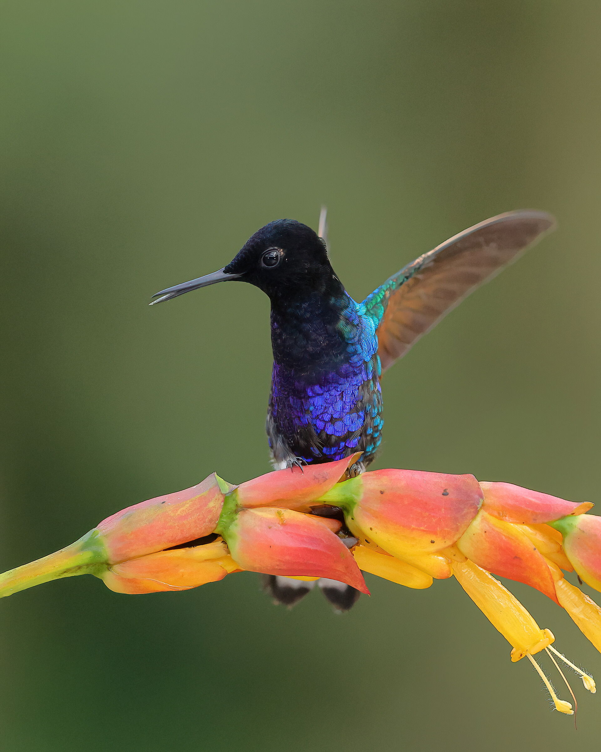 Coronetto violaceo