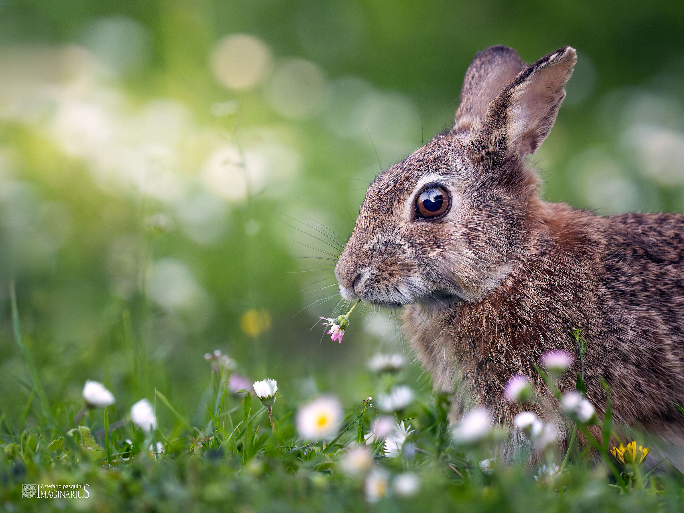The hare and the daisies