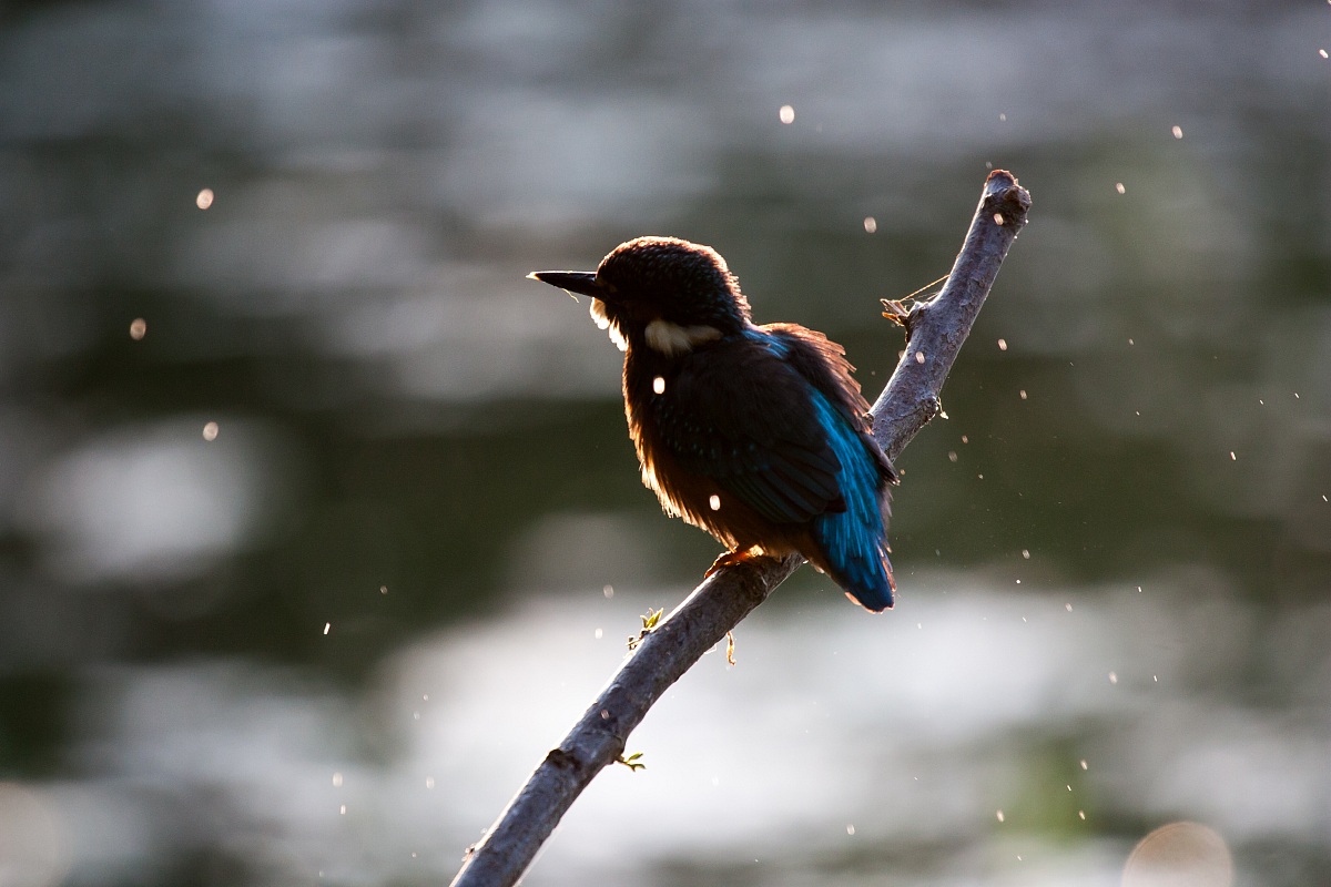 Kingfisher - Alcedo atthis