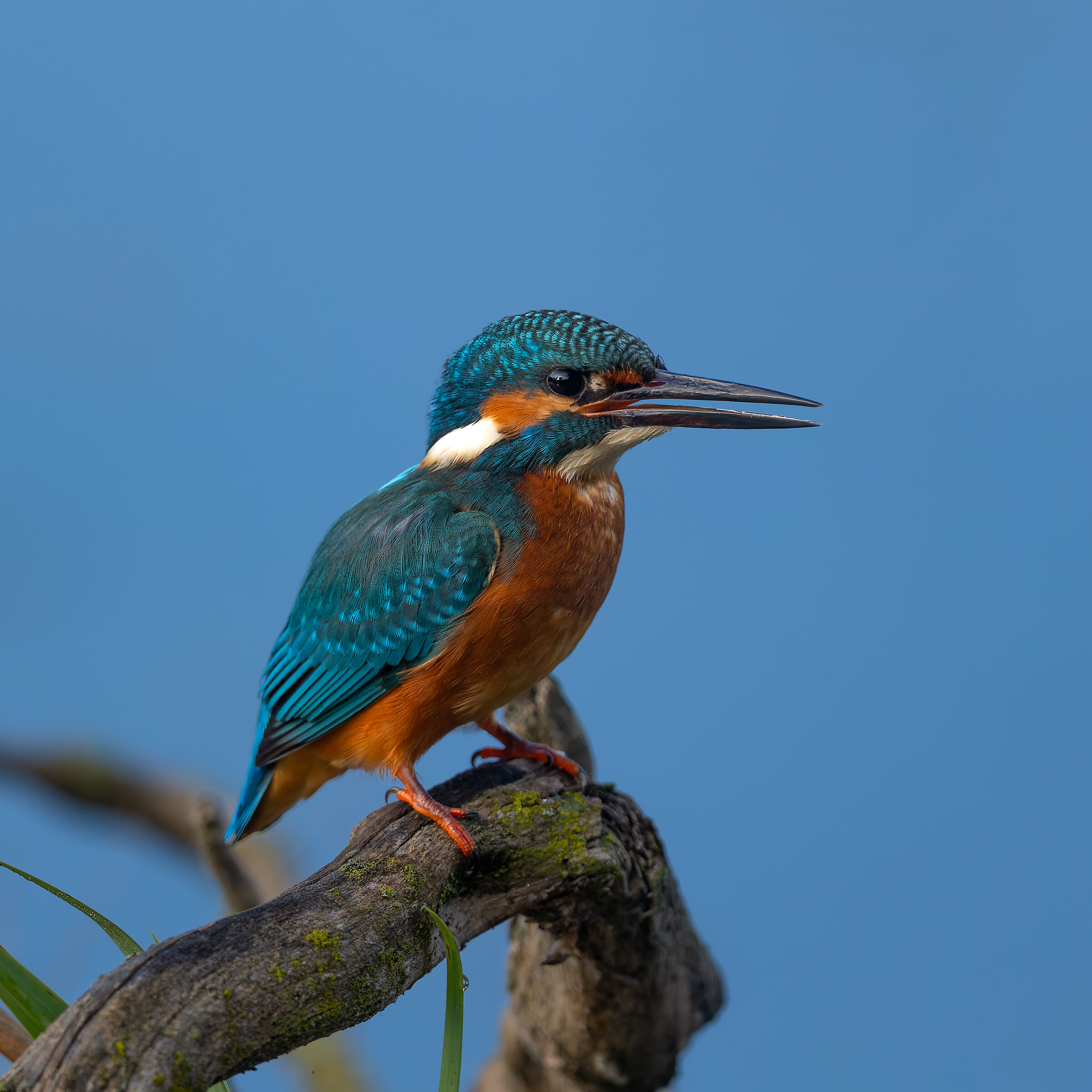 Kingfisher