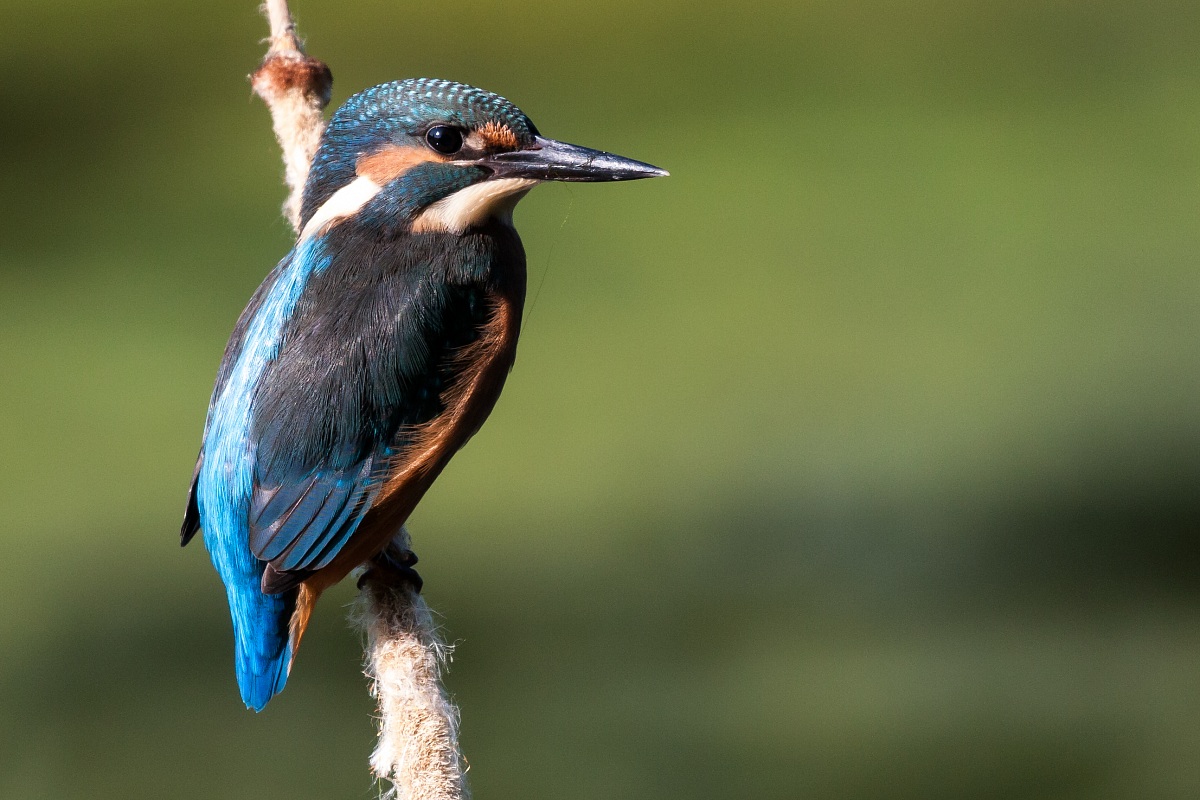 Kingfisher - Alcedo atthis