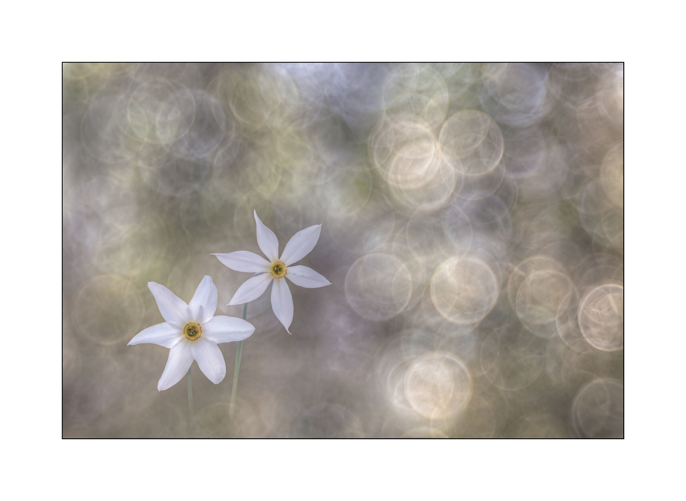 due narcisi