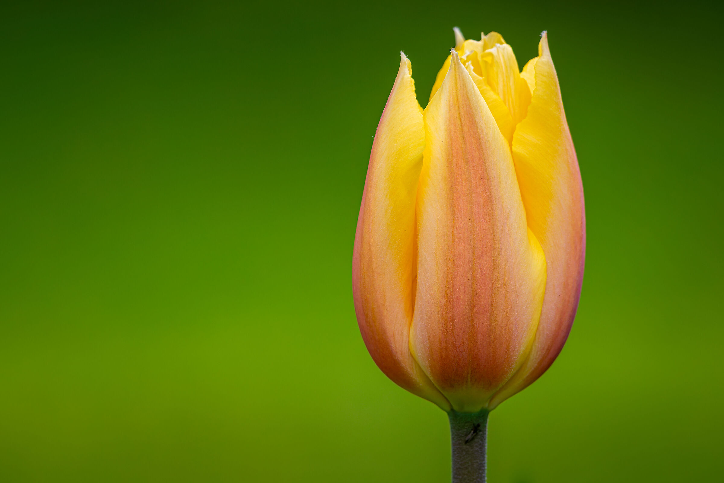 Tulipano
