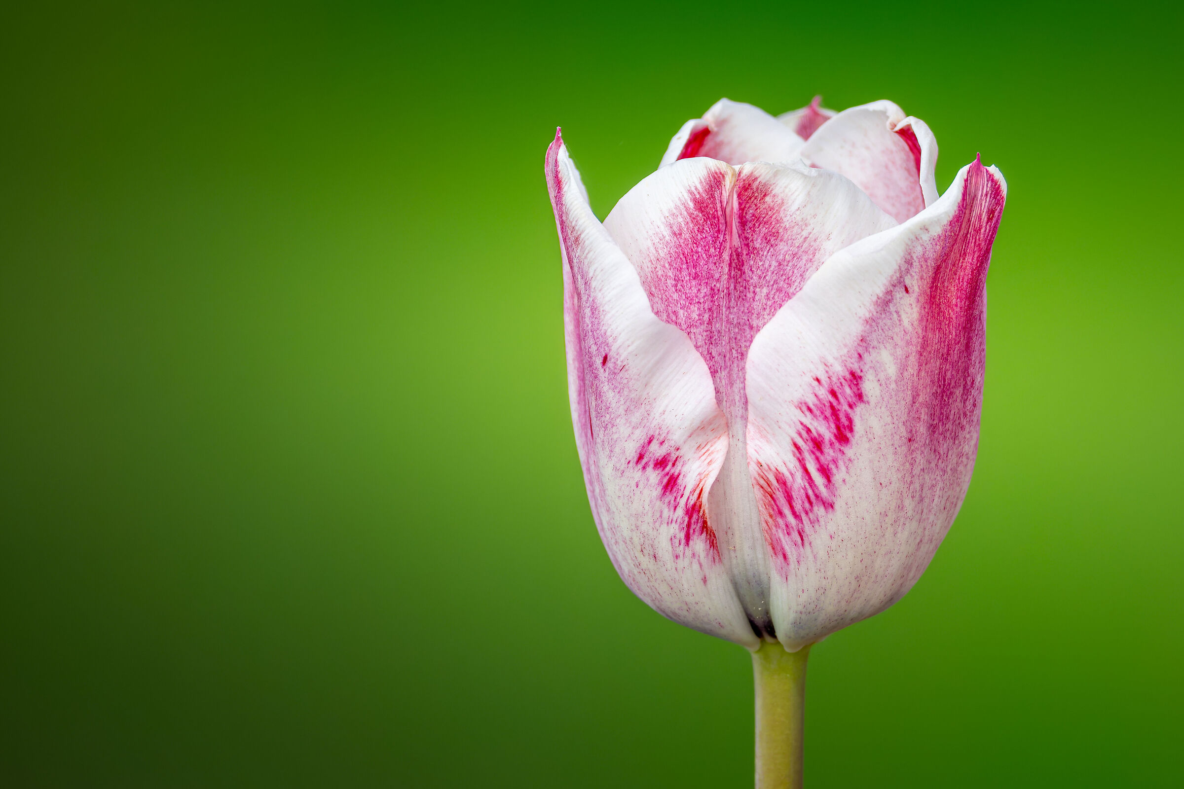 Tulipano