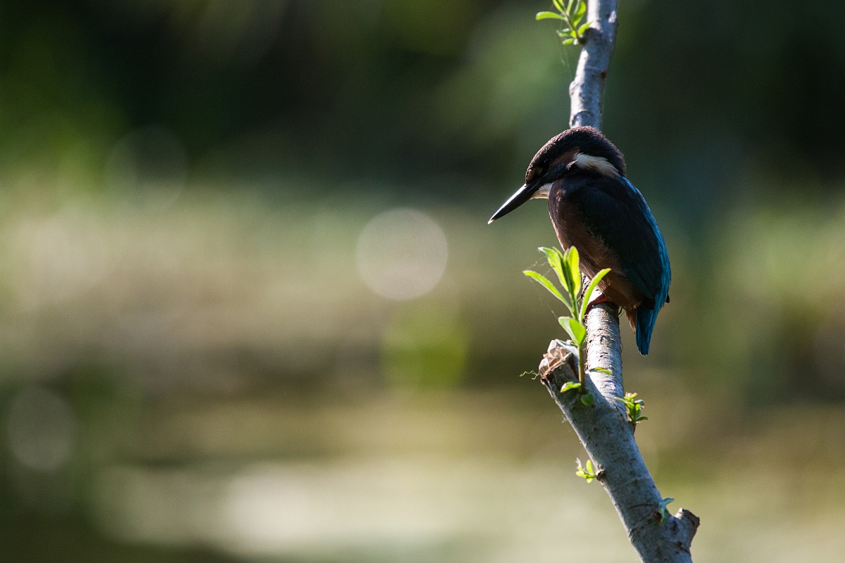 Kingfisher - Alcedo atthis