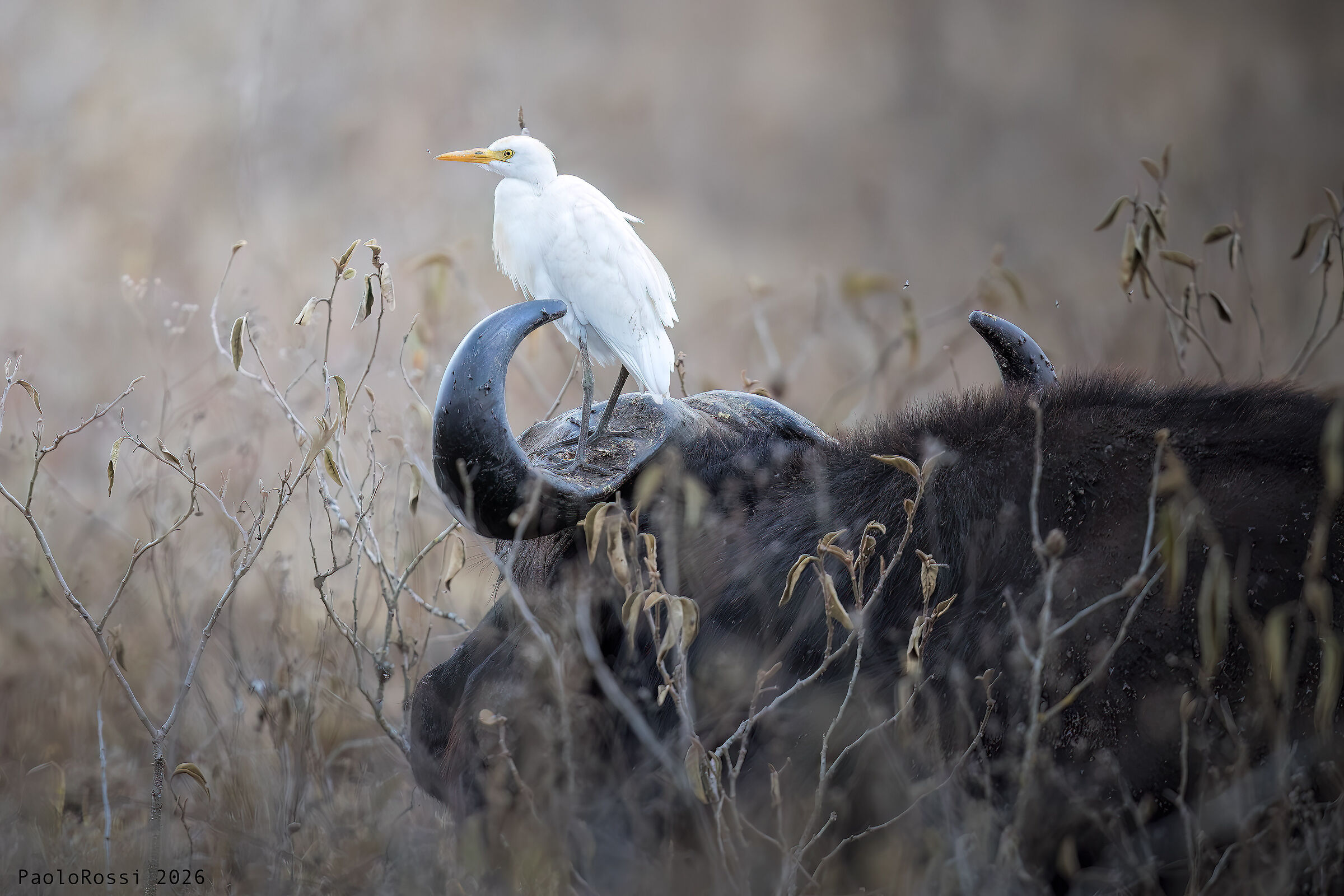 The buffalo and the cattle egrete...