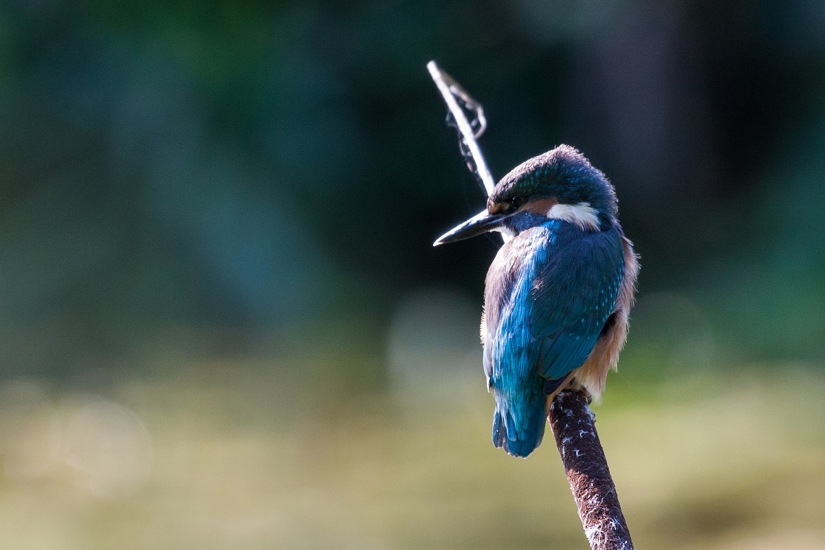 Kingfisher - Alcedo atthis
