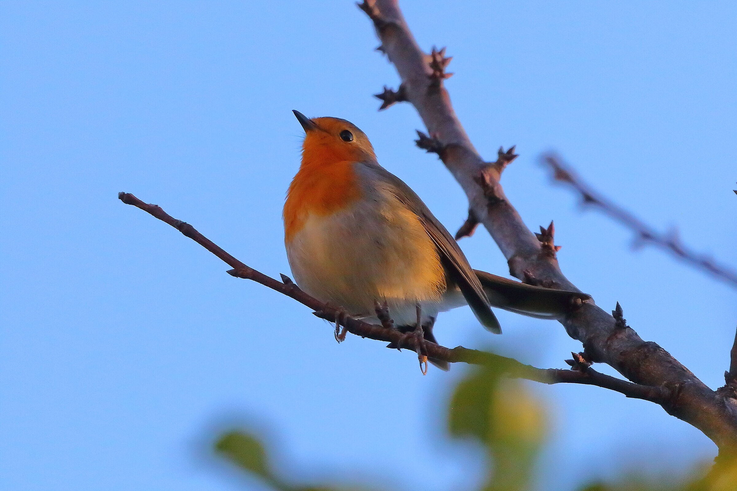 Robin October 24, 2025 - 0293