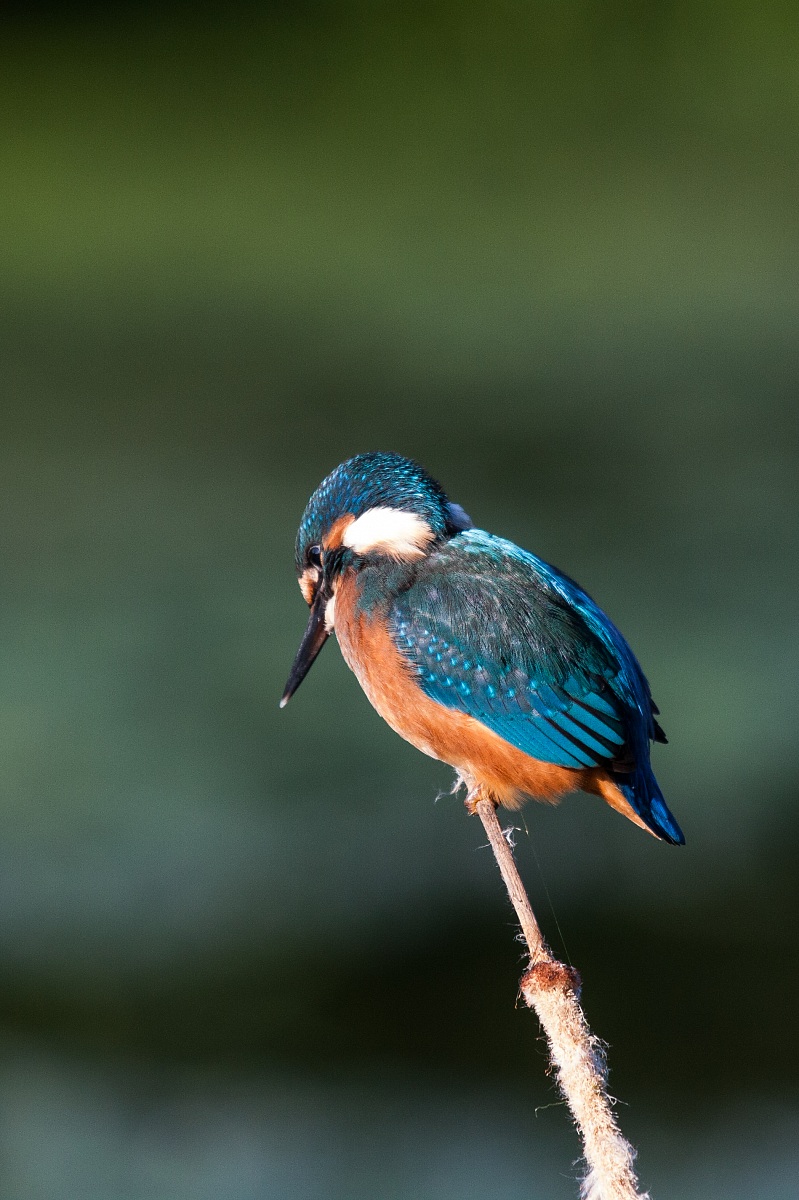 Kingfisher - Alcedo atthis