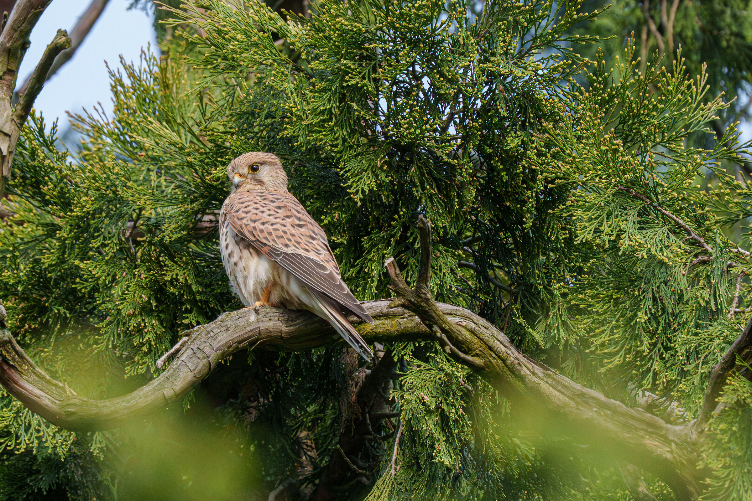 A beautiful specimen of kestrel hidden among the branches
