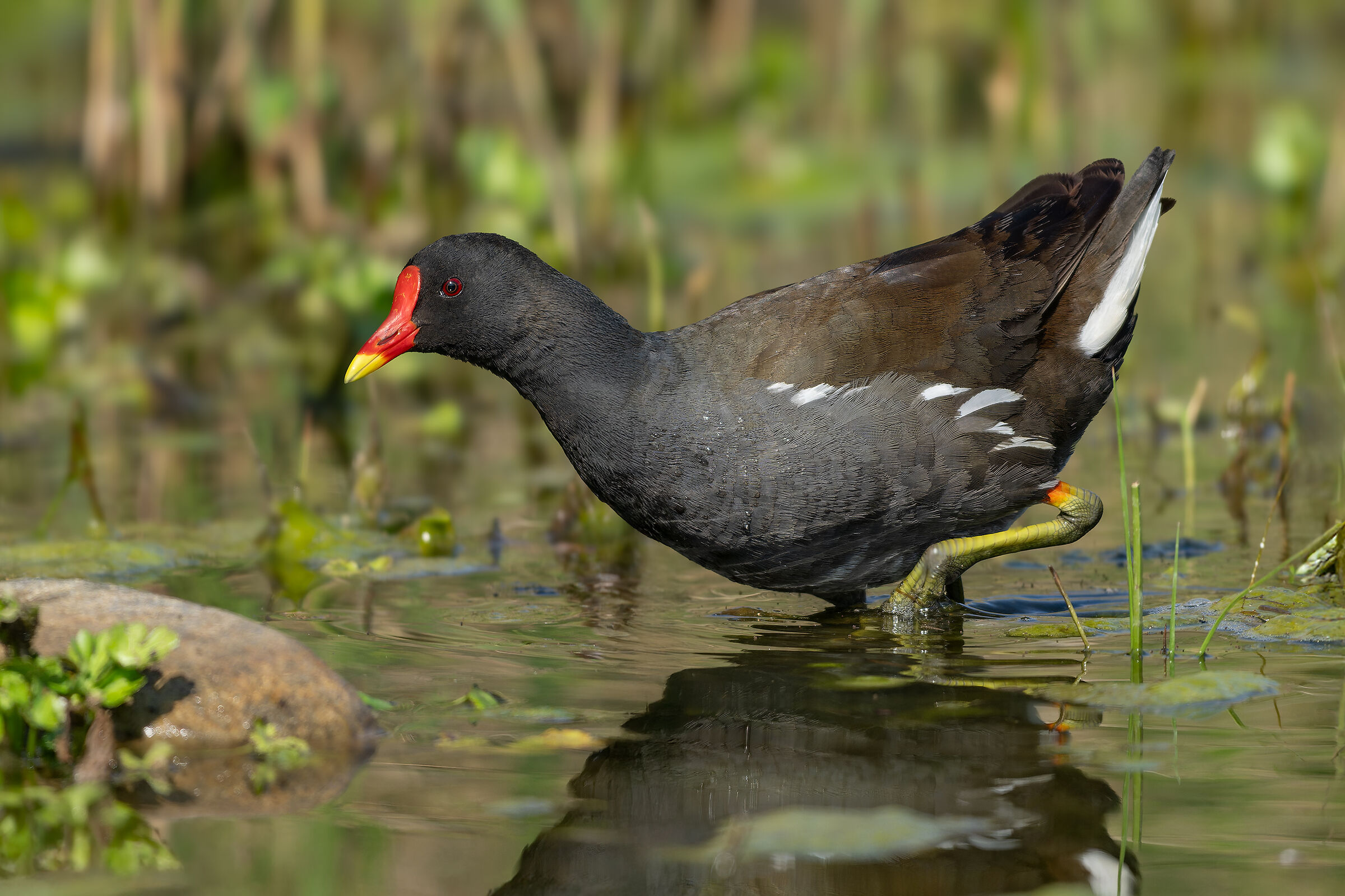 Gallinella