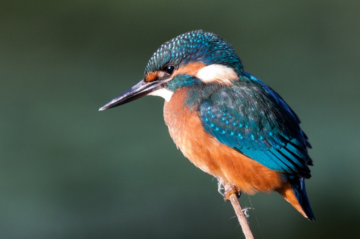Kingfisher - Alcedo atthis