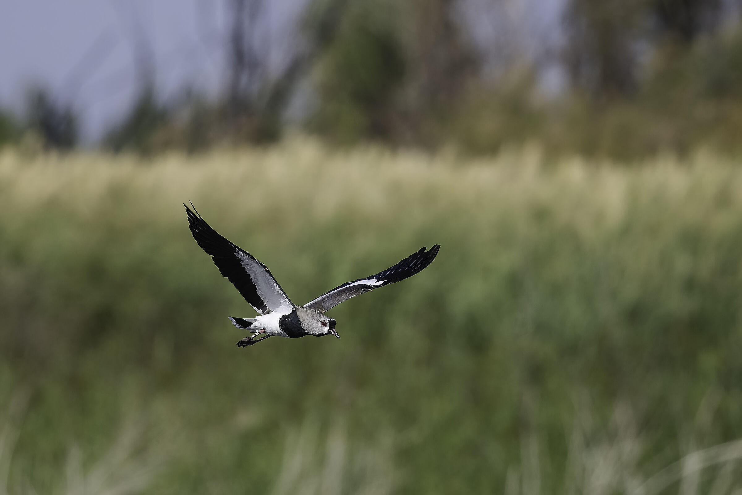 Tero comune (Vanellus chilensis)