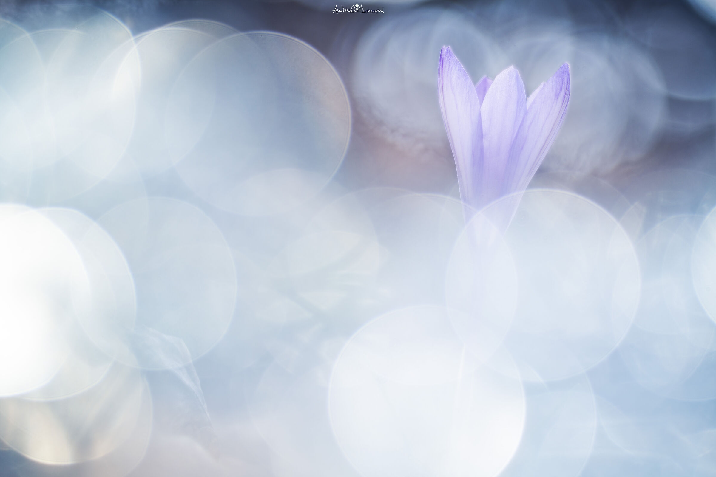 Crocus