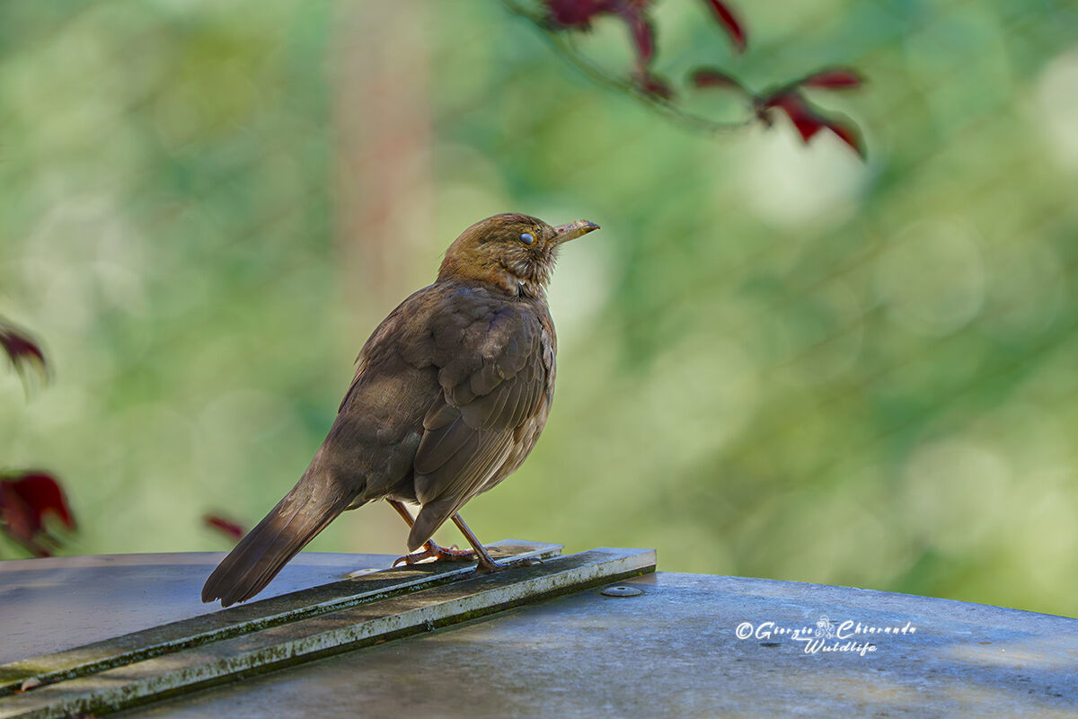 The attentive gaze of the blackbird