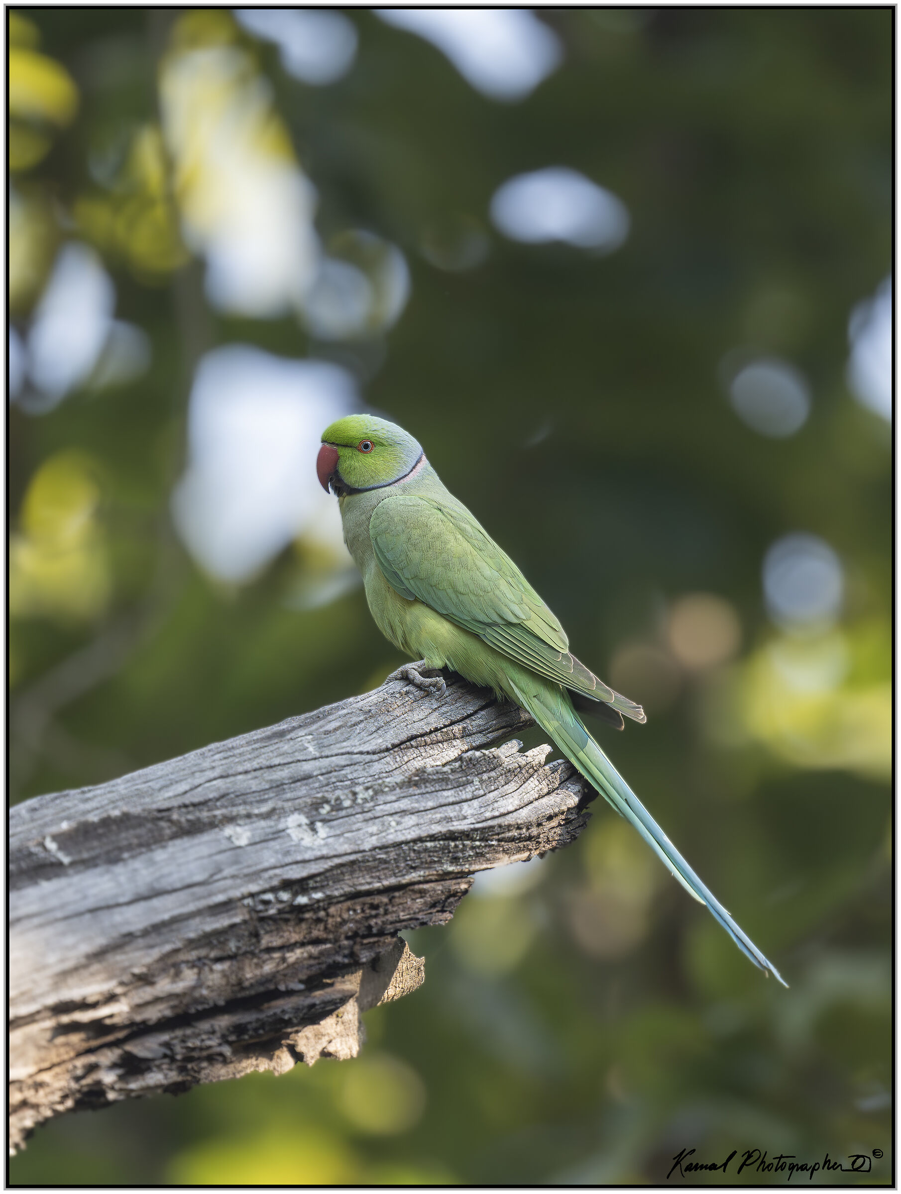 Collared parakeet (Psittacula krameri)