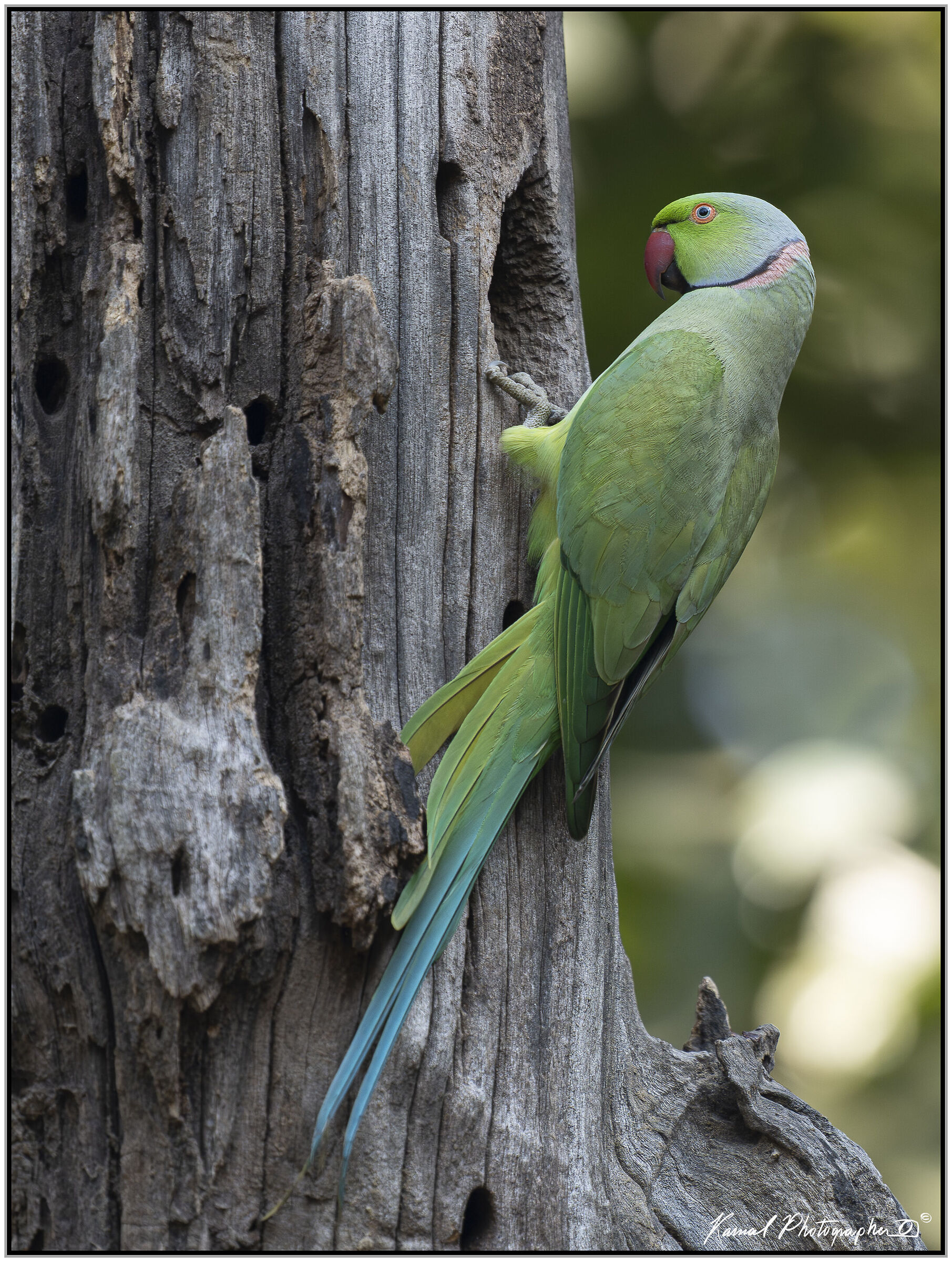 Collared parakeet (Psittacula krameri)
