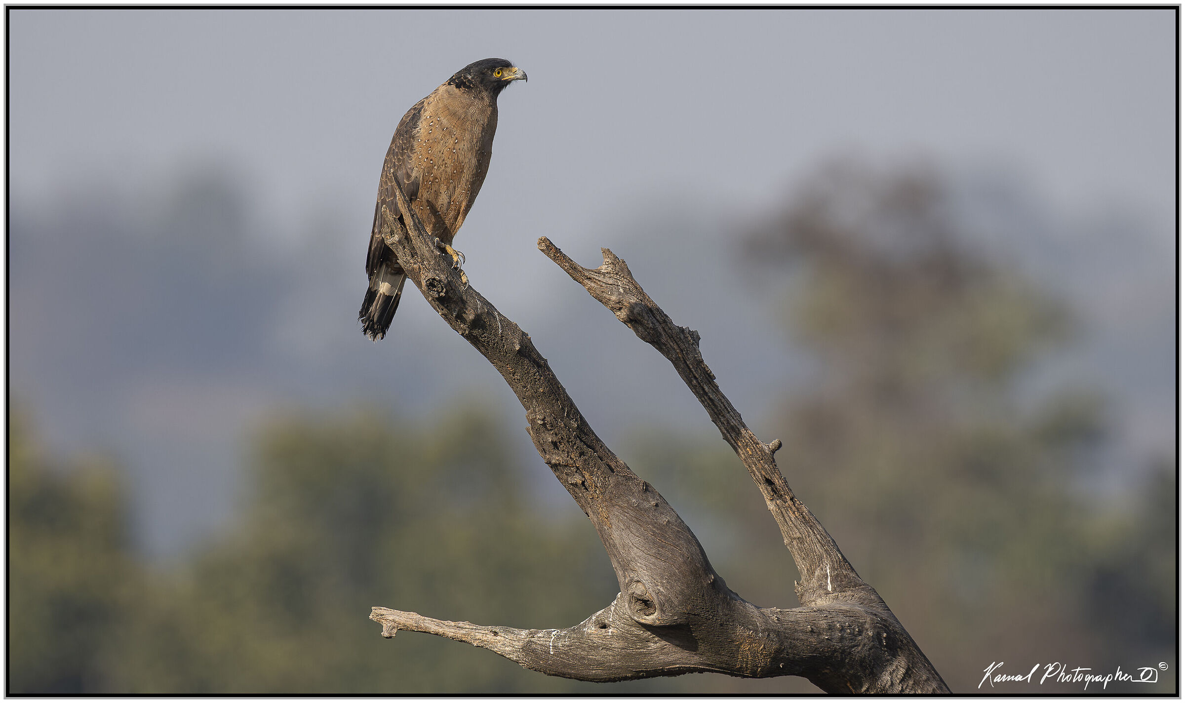 Crested serpent eagle (Spilornis cheela)