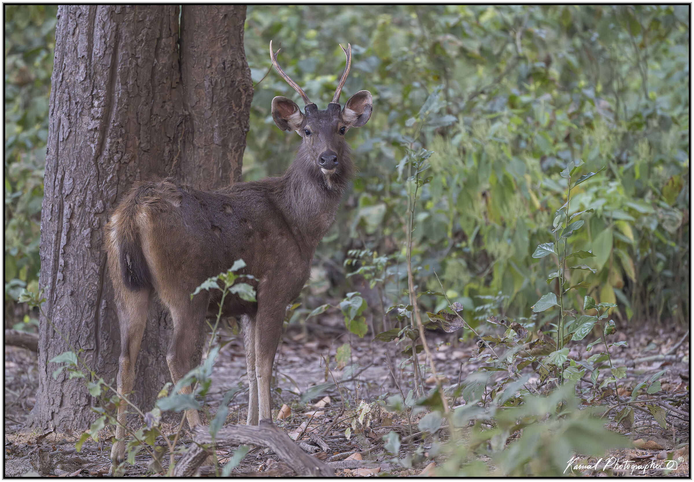 Sambar deer (Rusa unicolor)