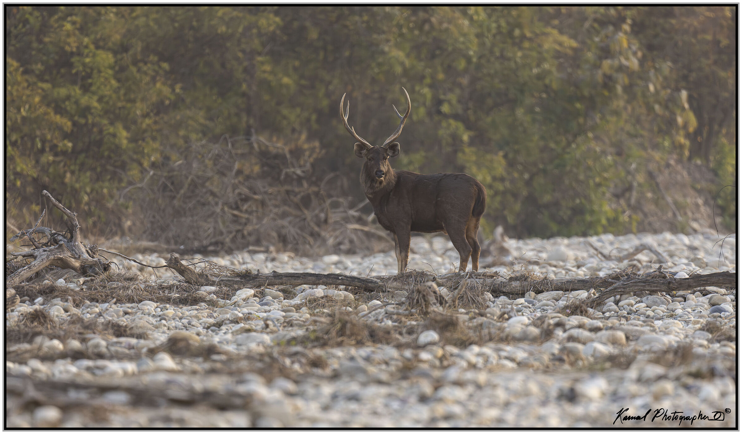 Sambar deer (Rusa unicolor)