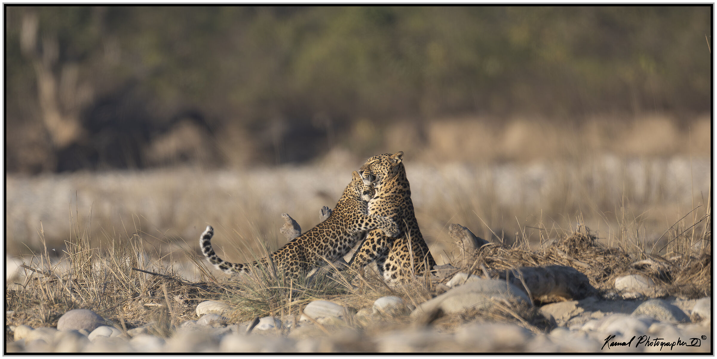Leopardo(Panthera pardus)