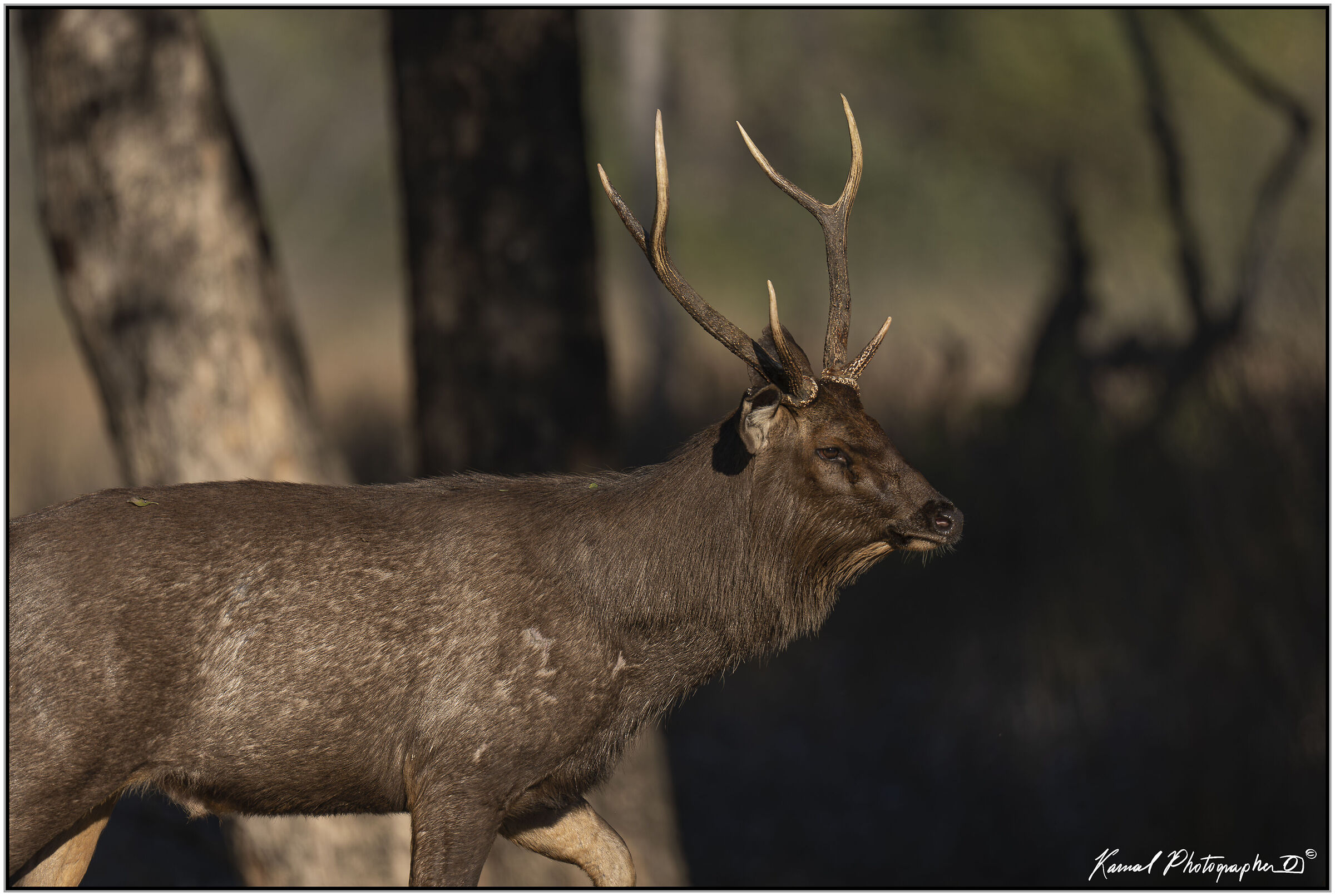 Sambar deer (Rusa unicolor)