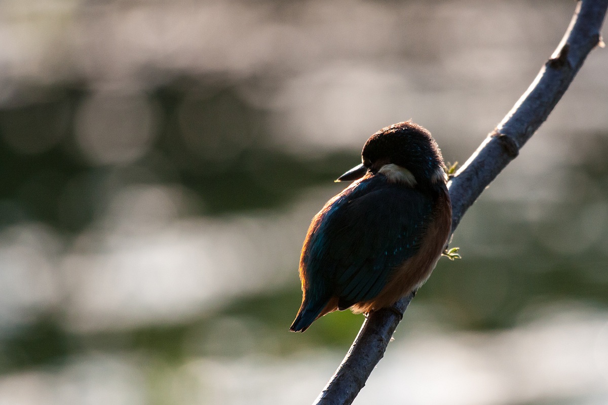 Kingfisher - Alcedo atthis